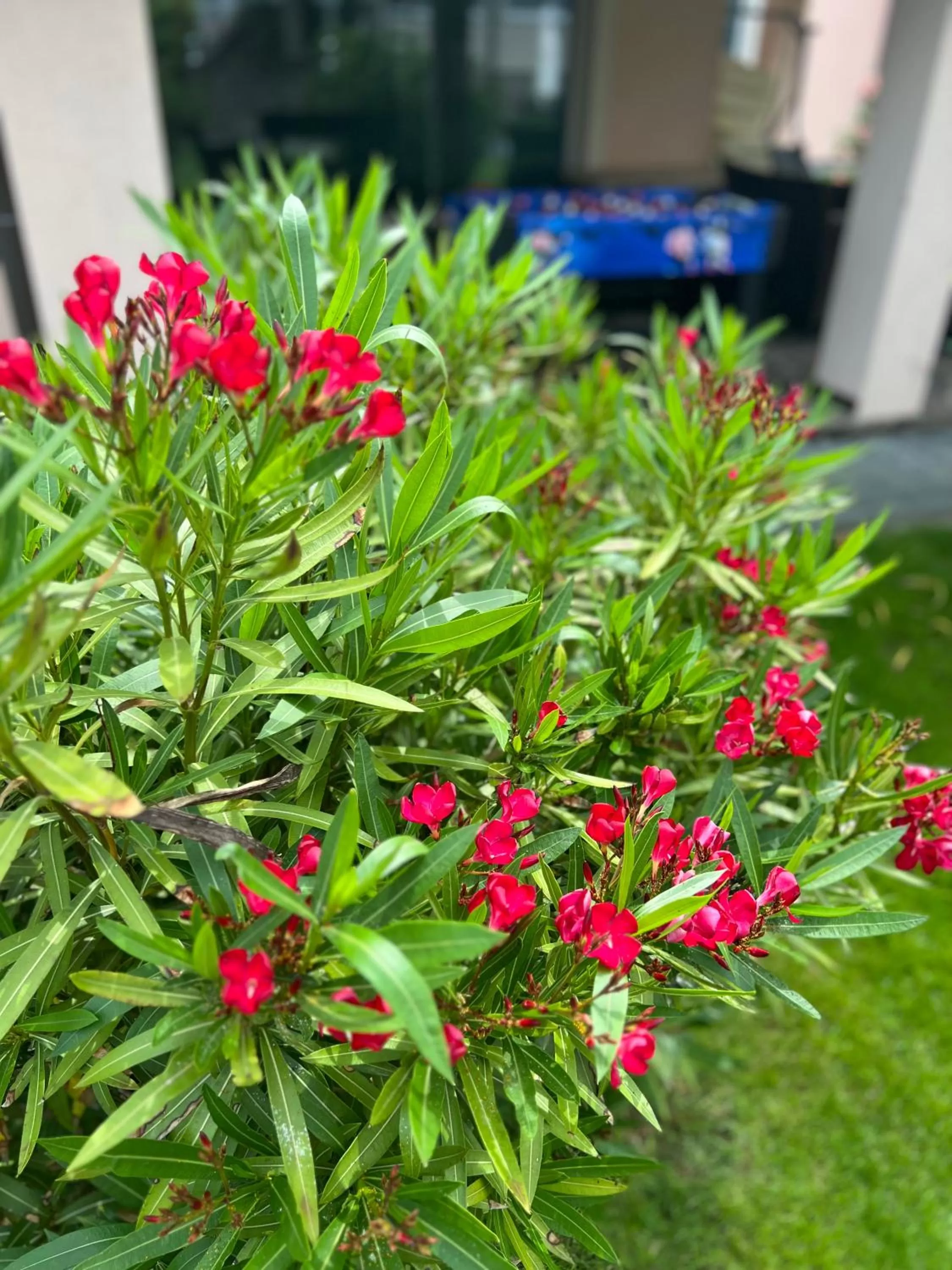 Garden in Spa & Wellness Hotel Orchidea