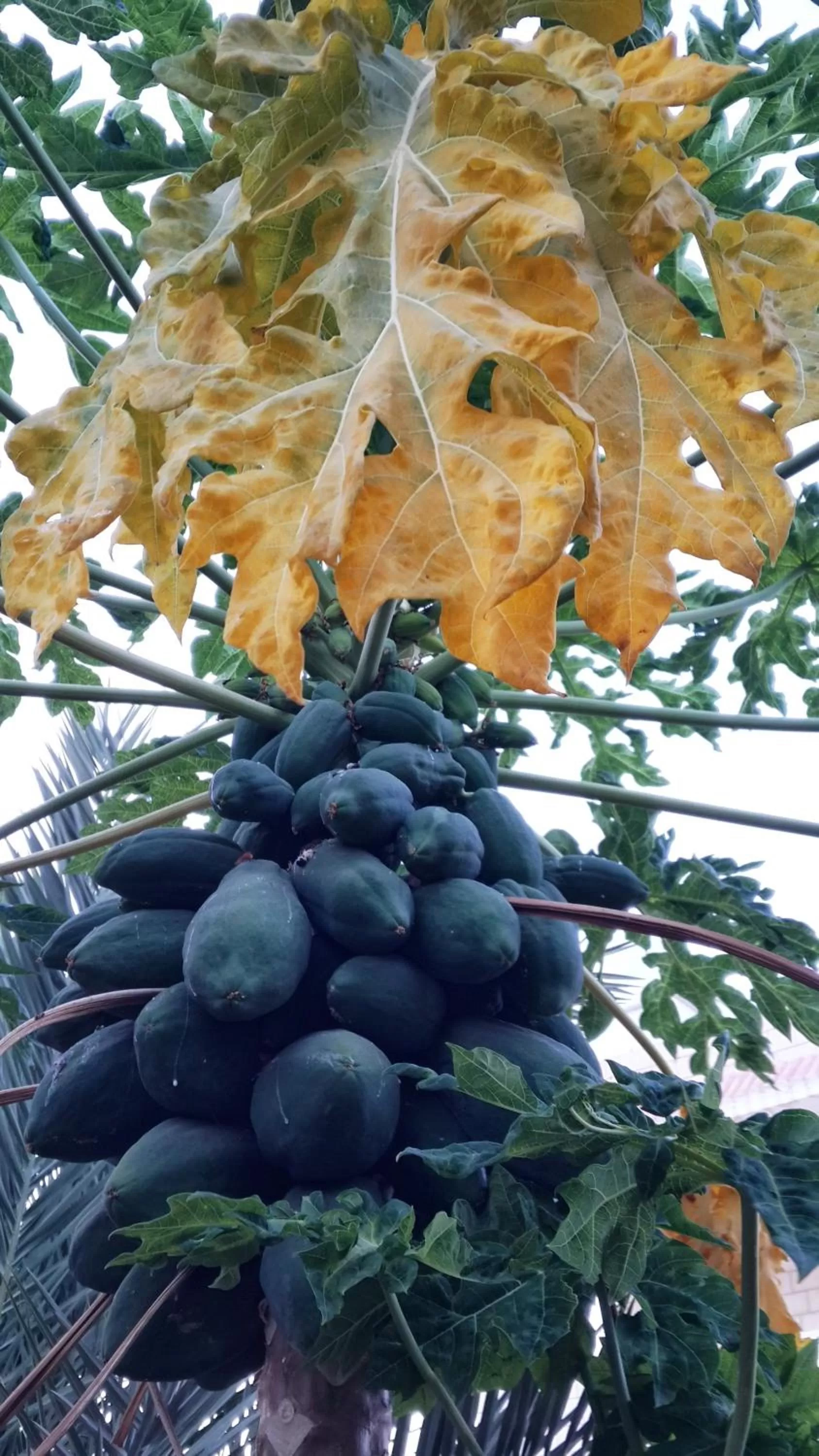 Garden, Other Animals in Auberg-Inn Guesthouse