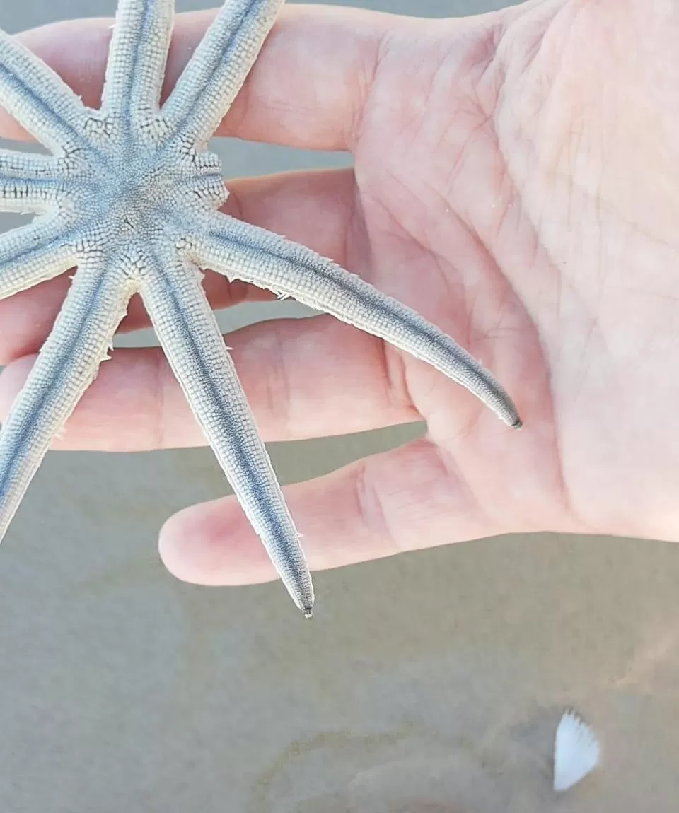 Animals in Pousada America do Sol