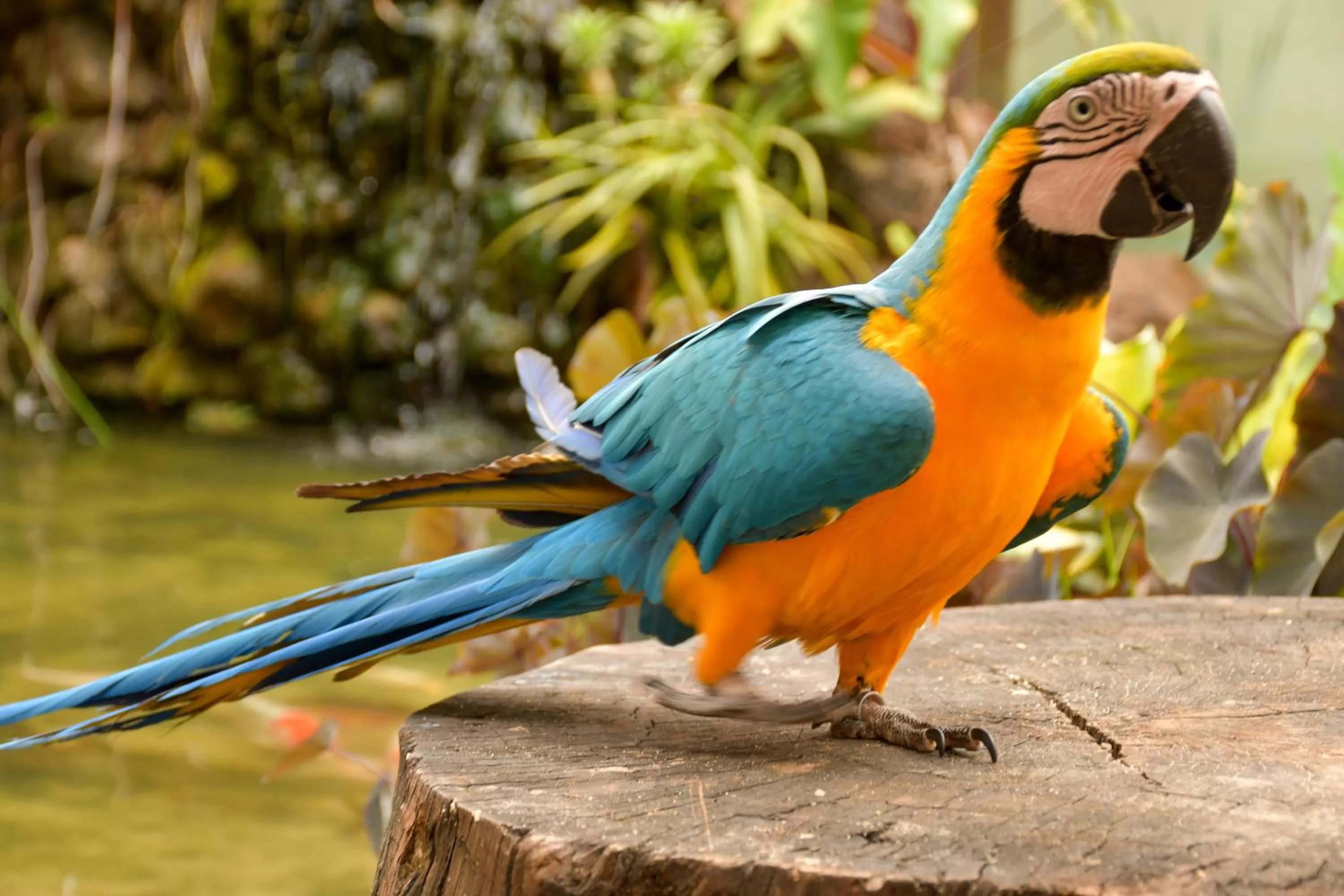 Other Animals in Pousada Sol e Mar