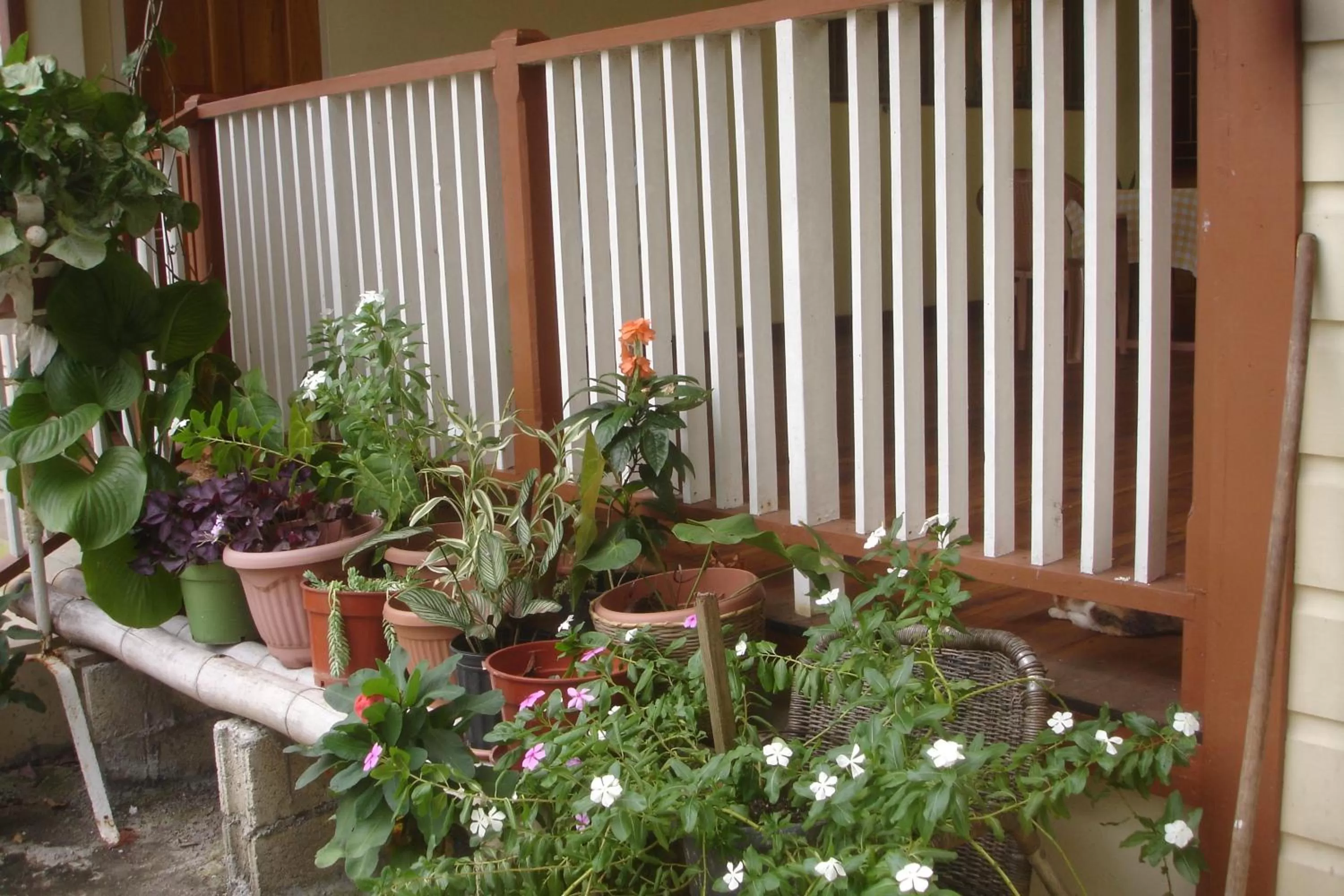 Garden in Finjam Cottage