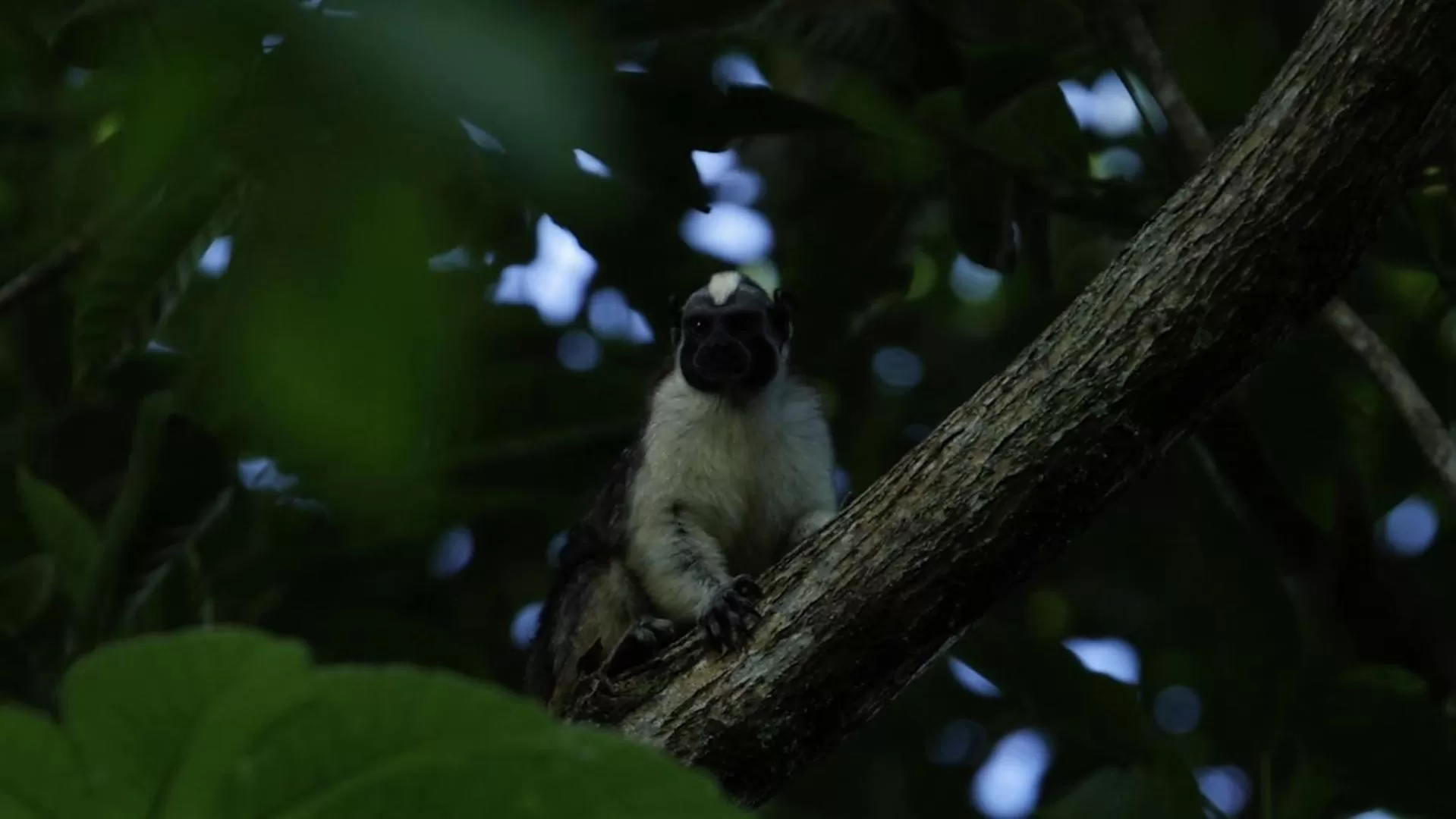 Other Animals in Los Robles Capurgana