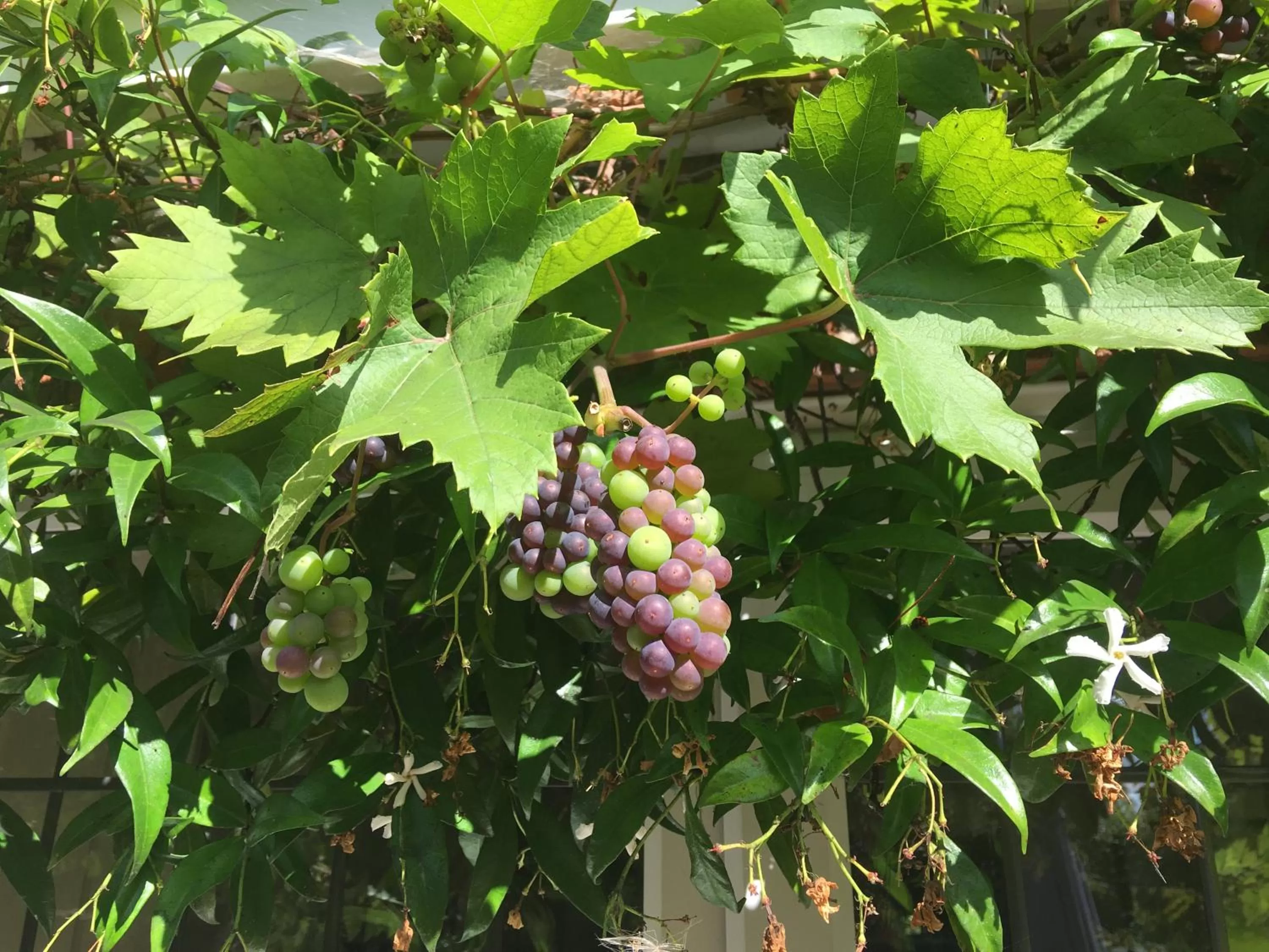 Garden view in Grove House Bed & Breakfast