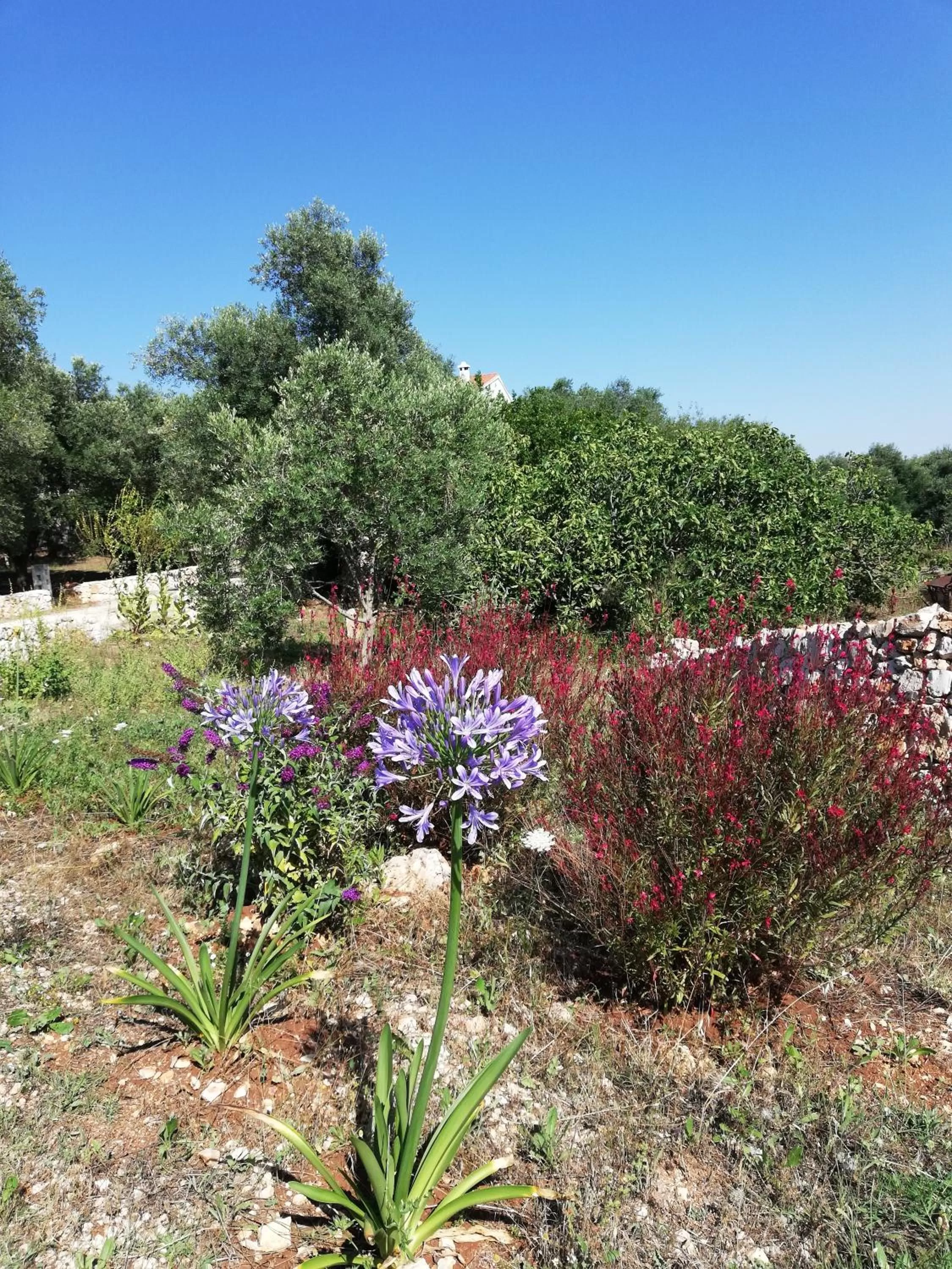 Garden in B&B Giovannarolla Green House