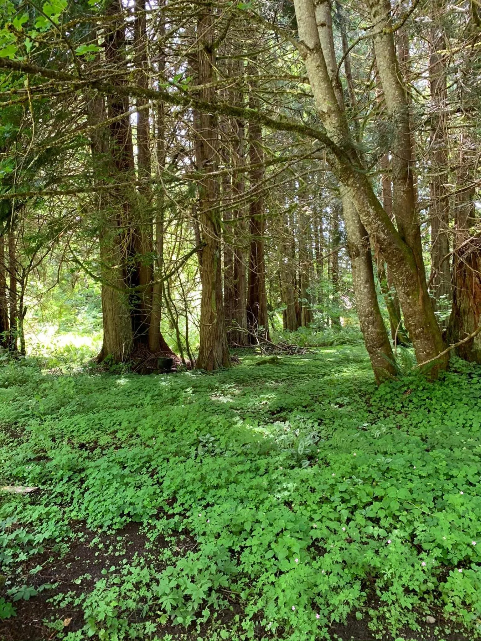 View (from property/room) in Mountain Meadows Inn & Chalet Suites