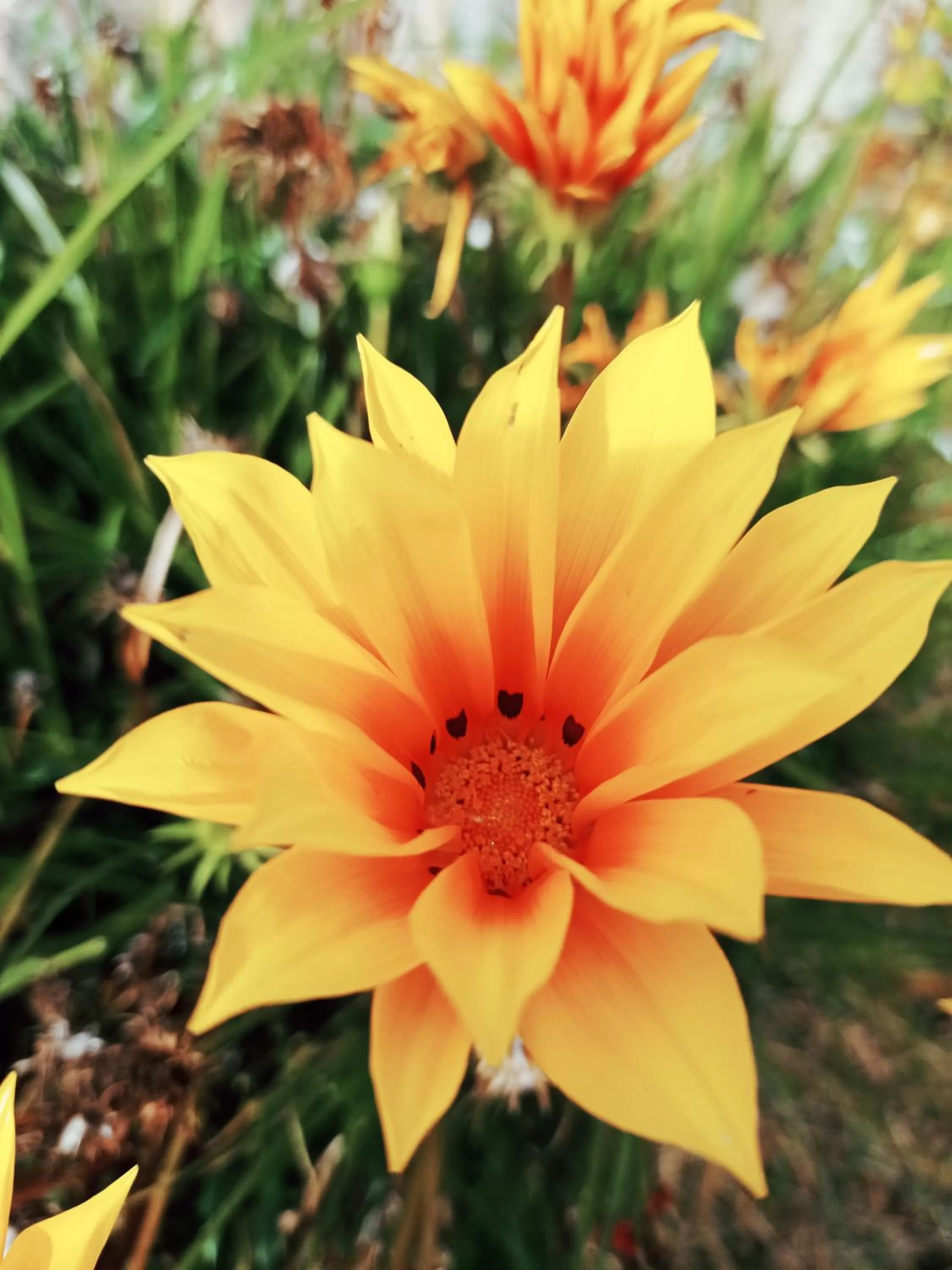 Hotel Refugio Pozo Azul