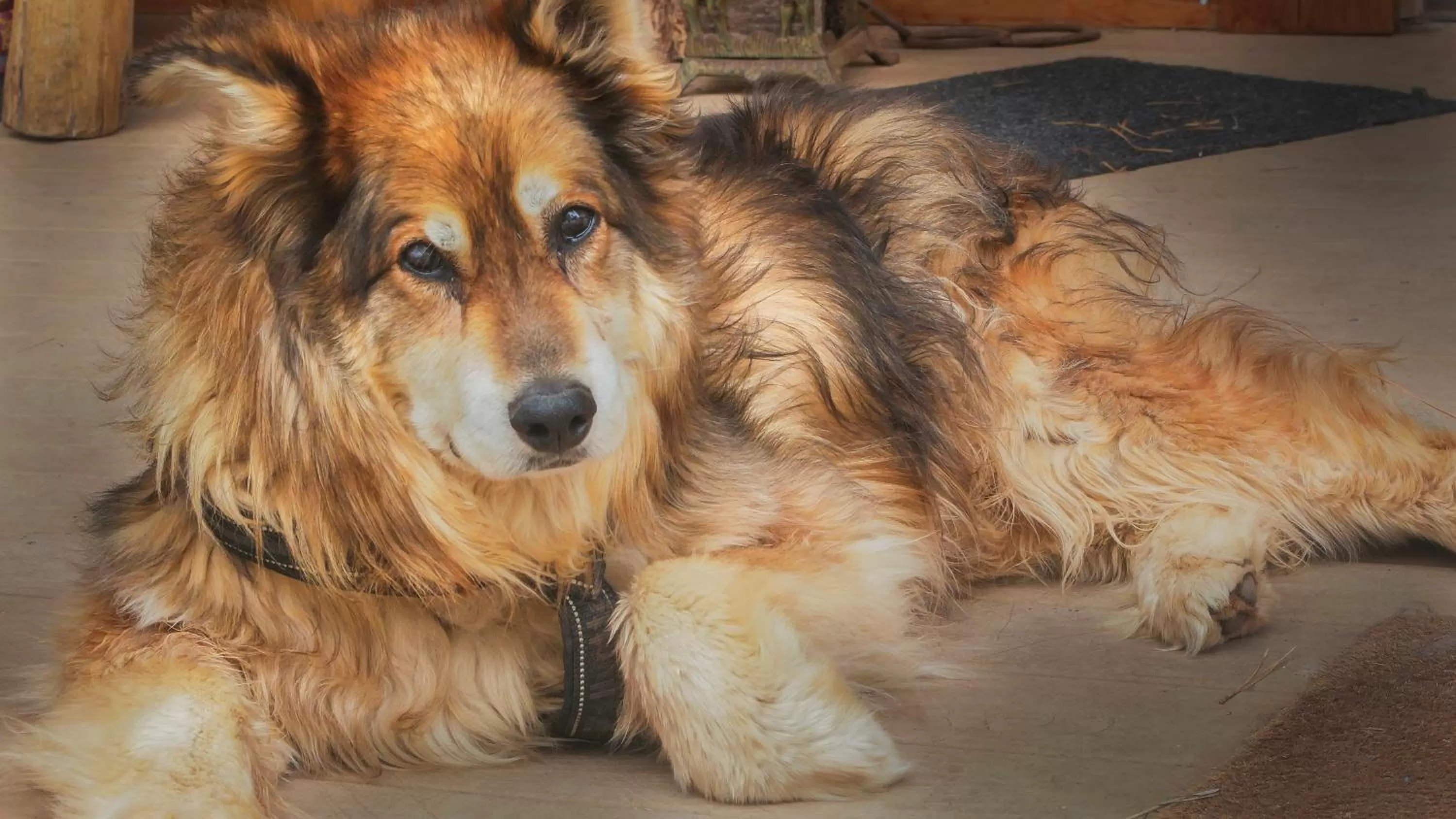 Pets in Elktrace Bed and Breakfast