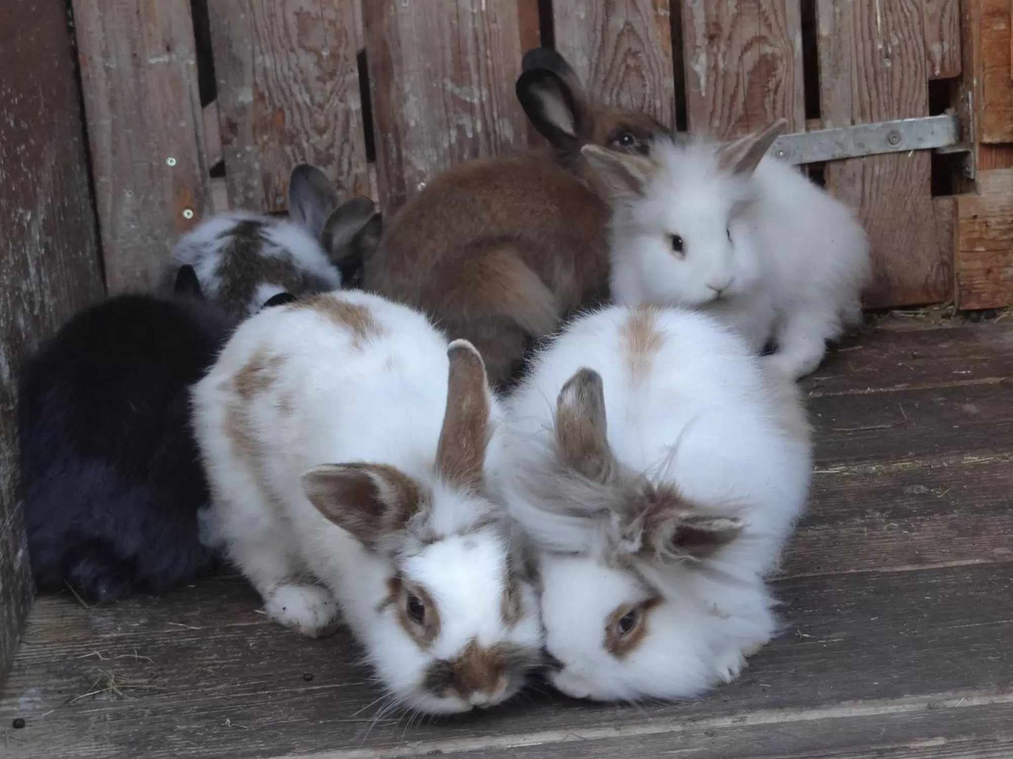 Animals, Pets in Beim Haxenwirt