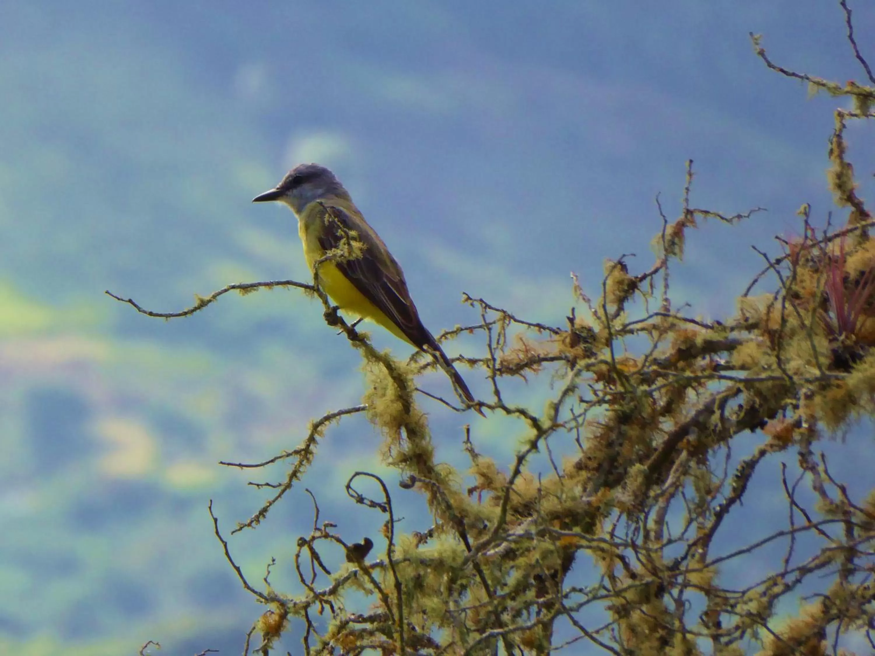 Animals, Other Animals in Finca El Cielo
