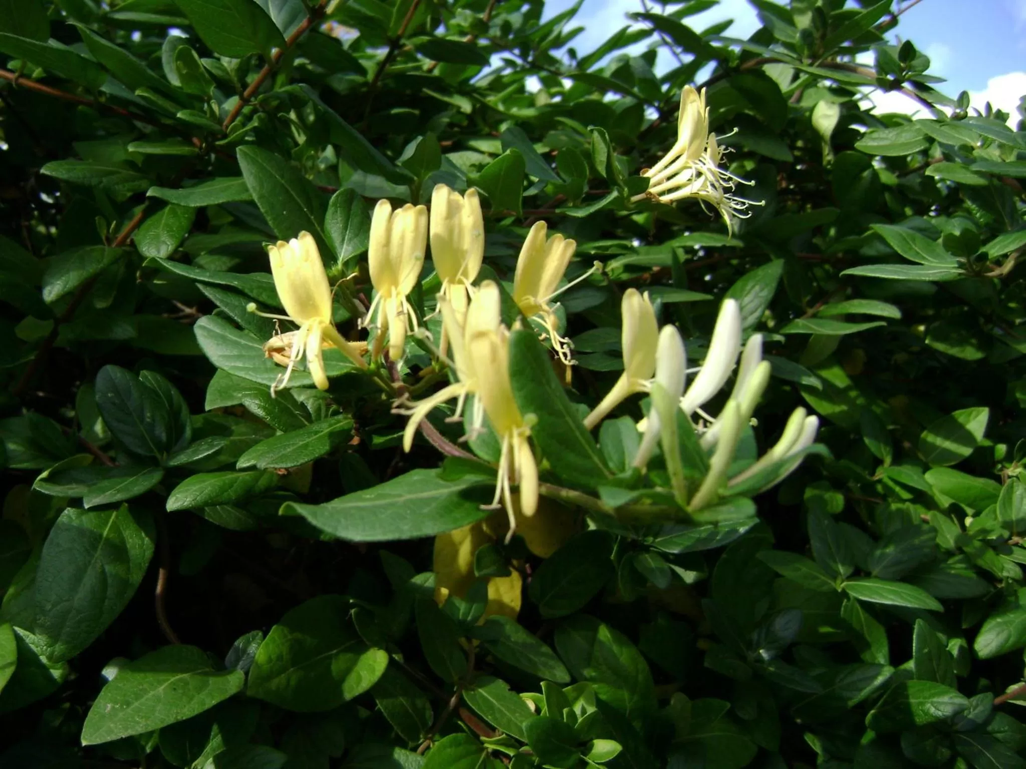 Garden in B&B Villa Mediterranea with parking space