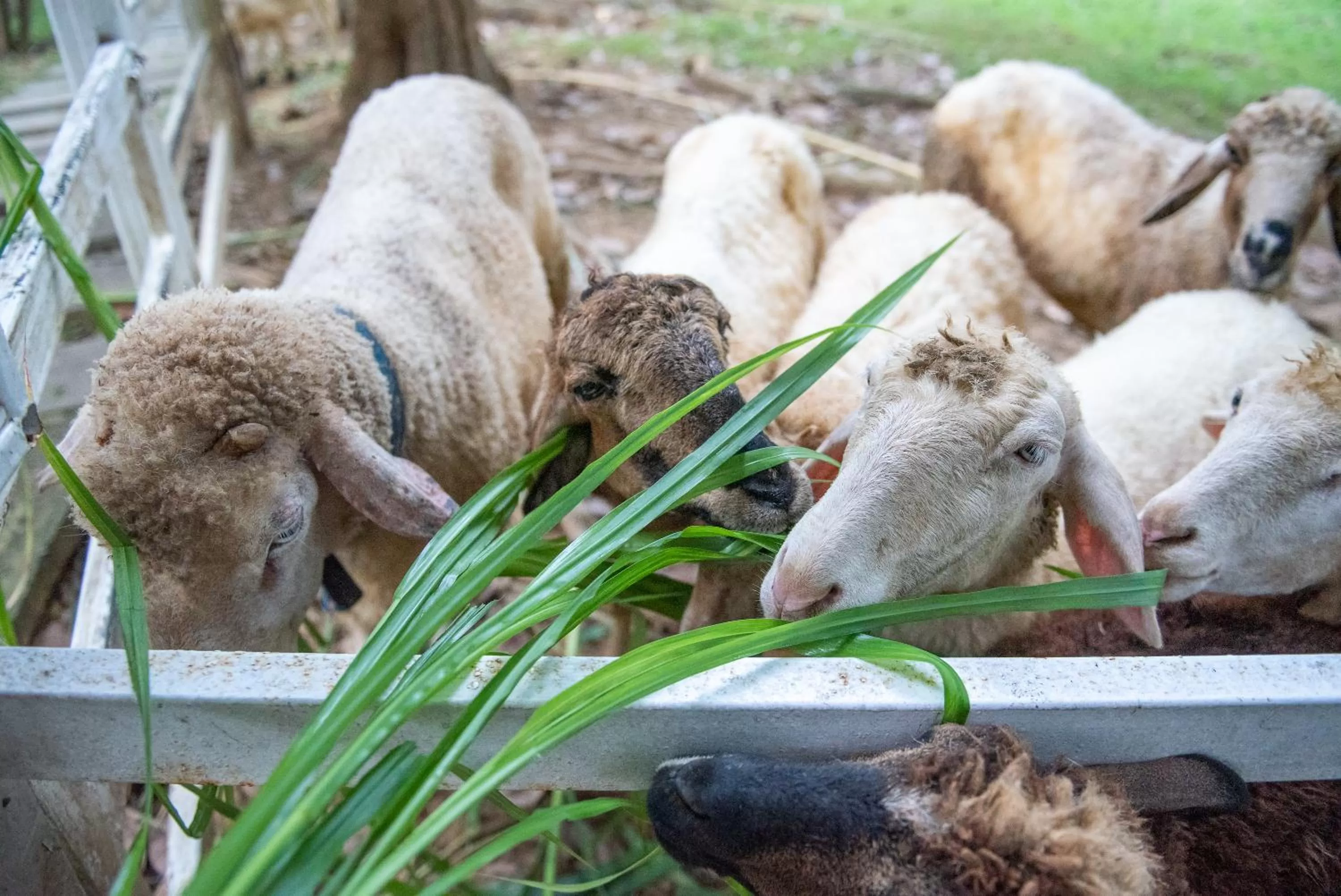 Activities in The Legacy River Kwai Resort