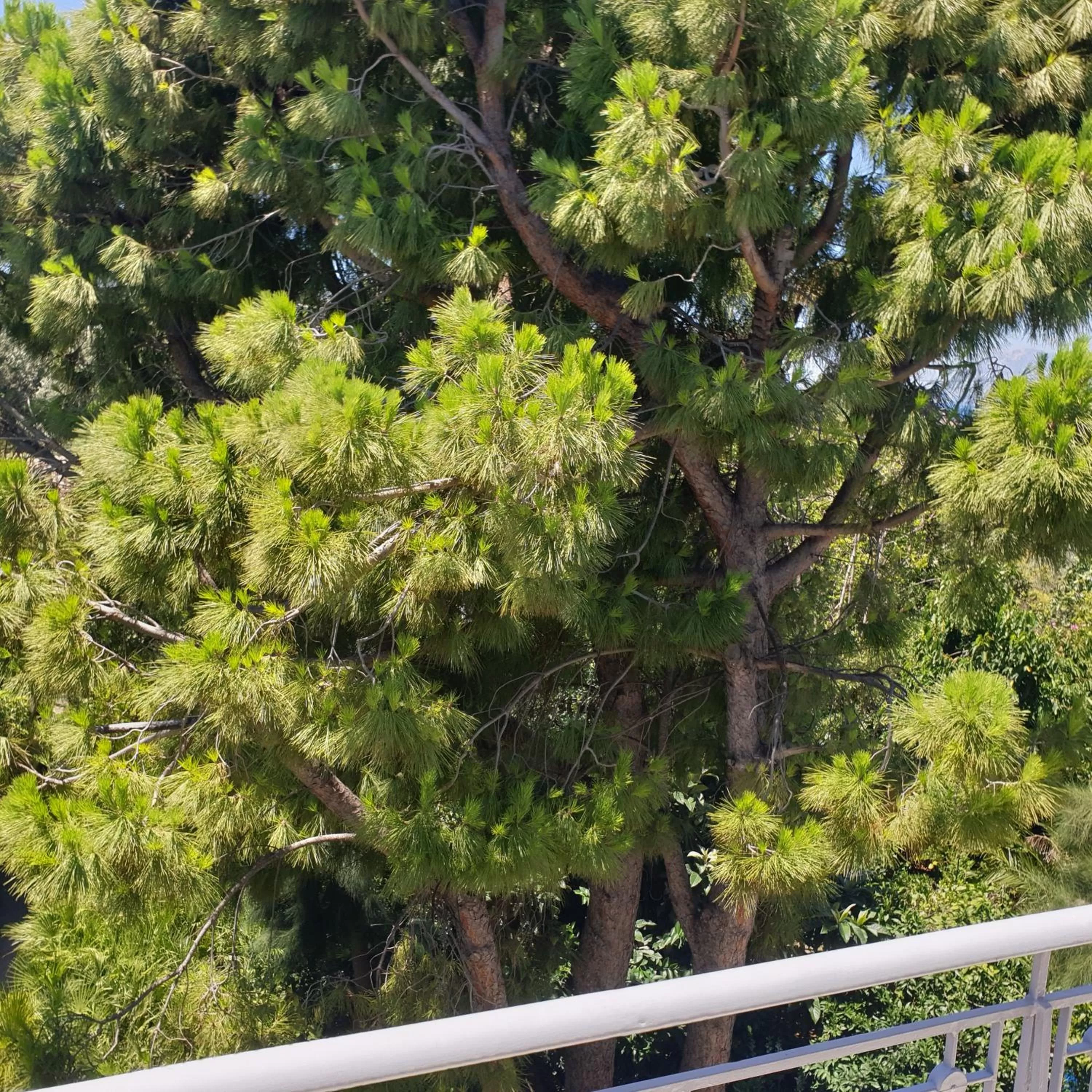 Balcony/Terrace in Alexia's Apartments