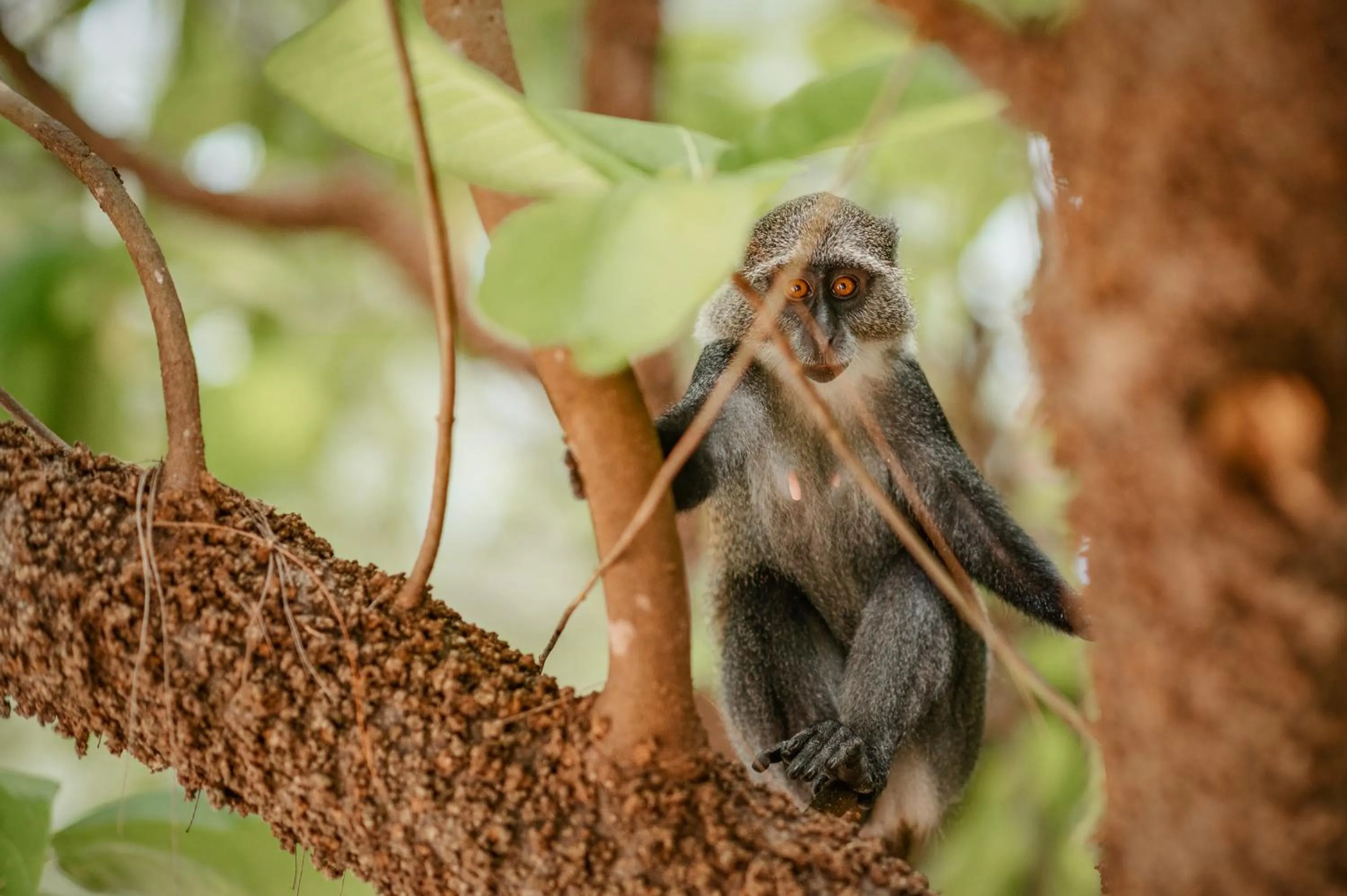 Animals in Hakuna Majiwe Beach Lodge