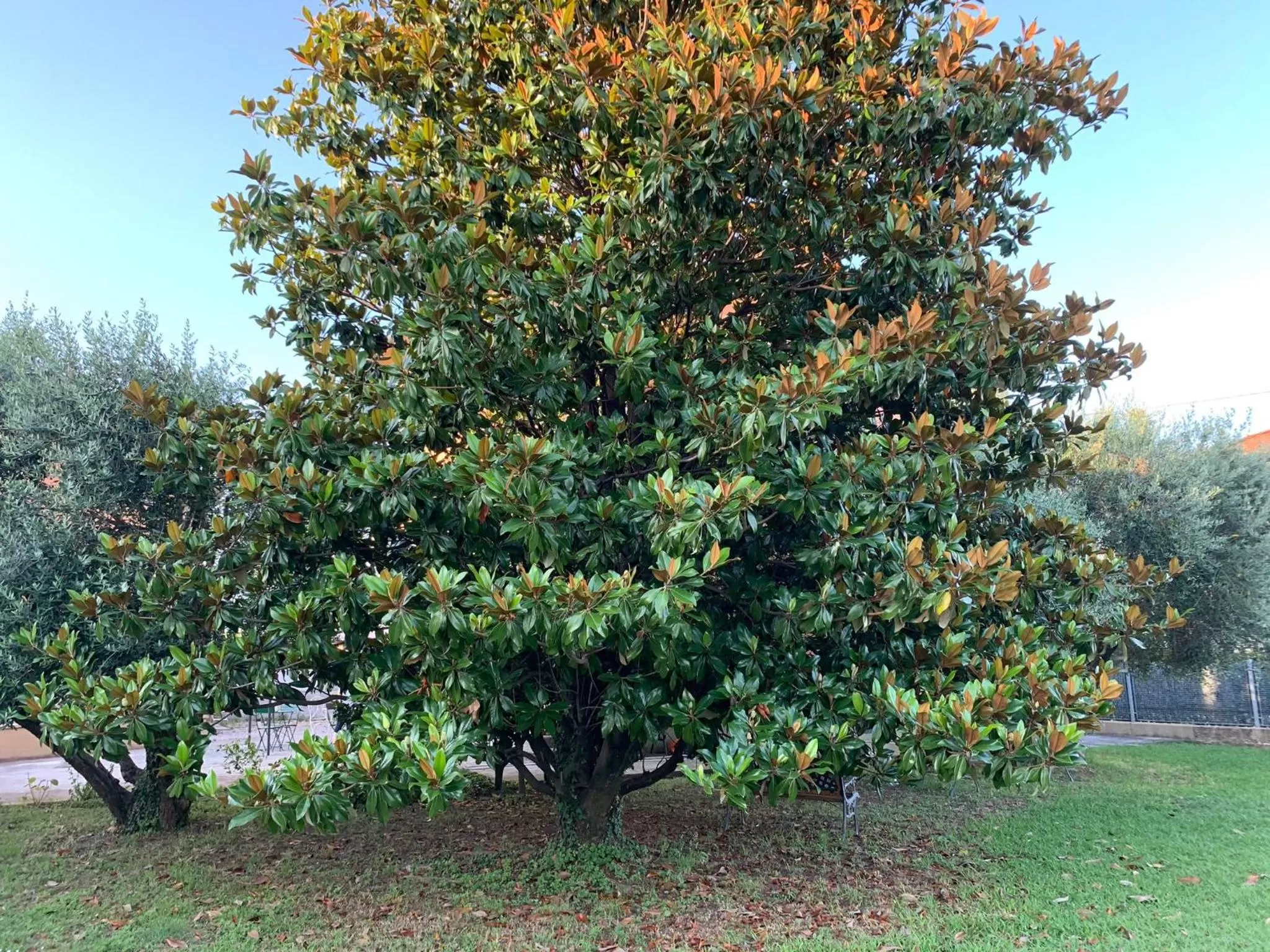 Bed and Breakfast Villa Adelina