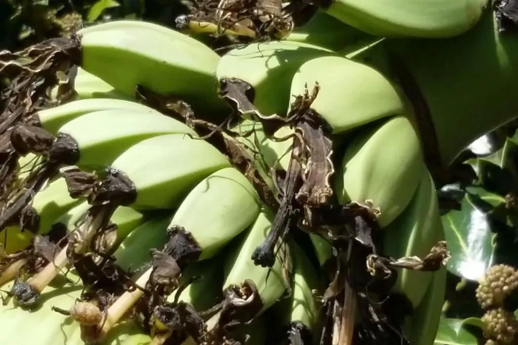 Garden in MaisonMazerand