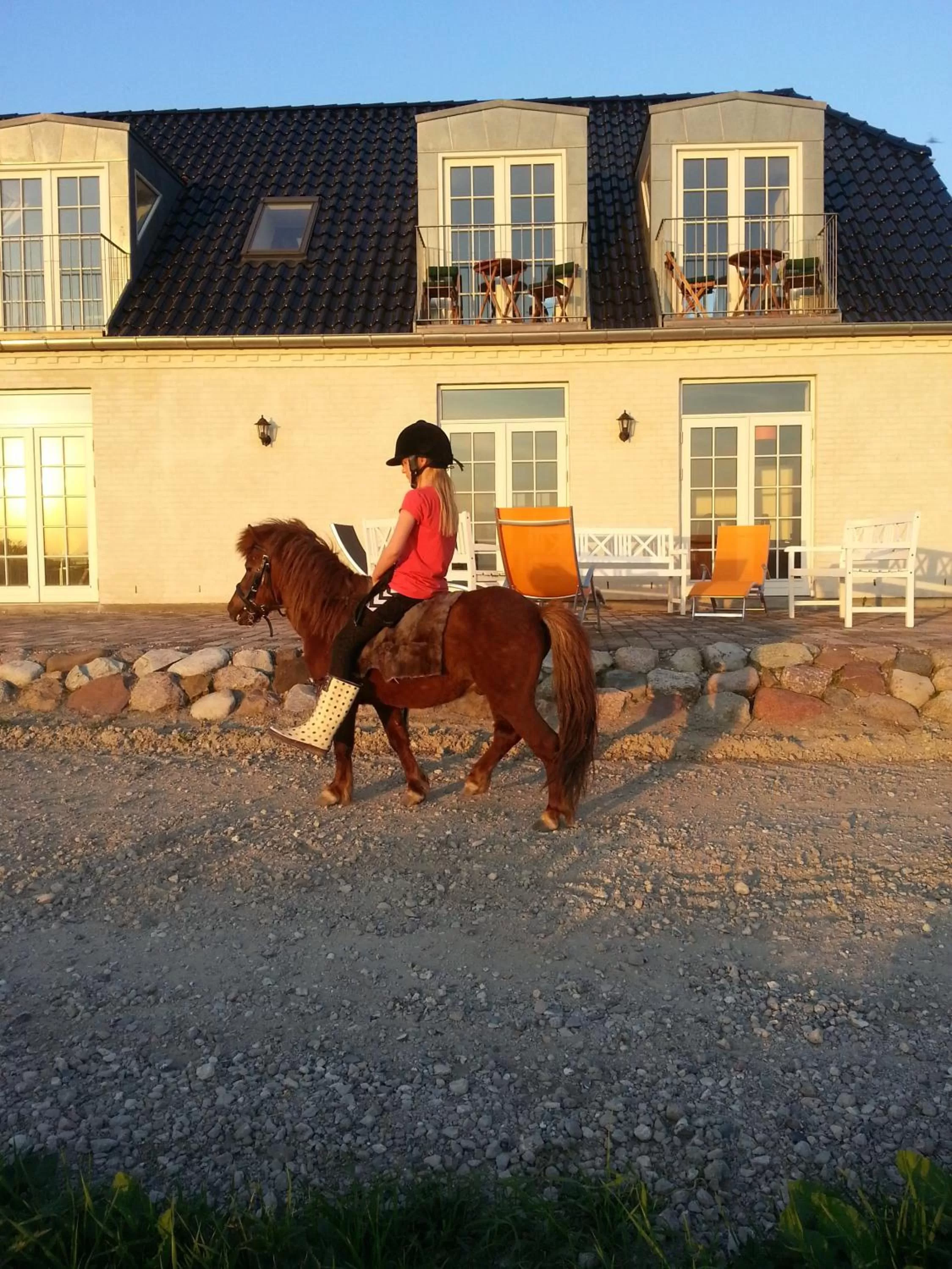 Animals, Other Animals in Roskilde B&B