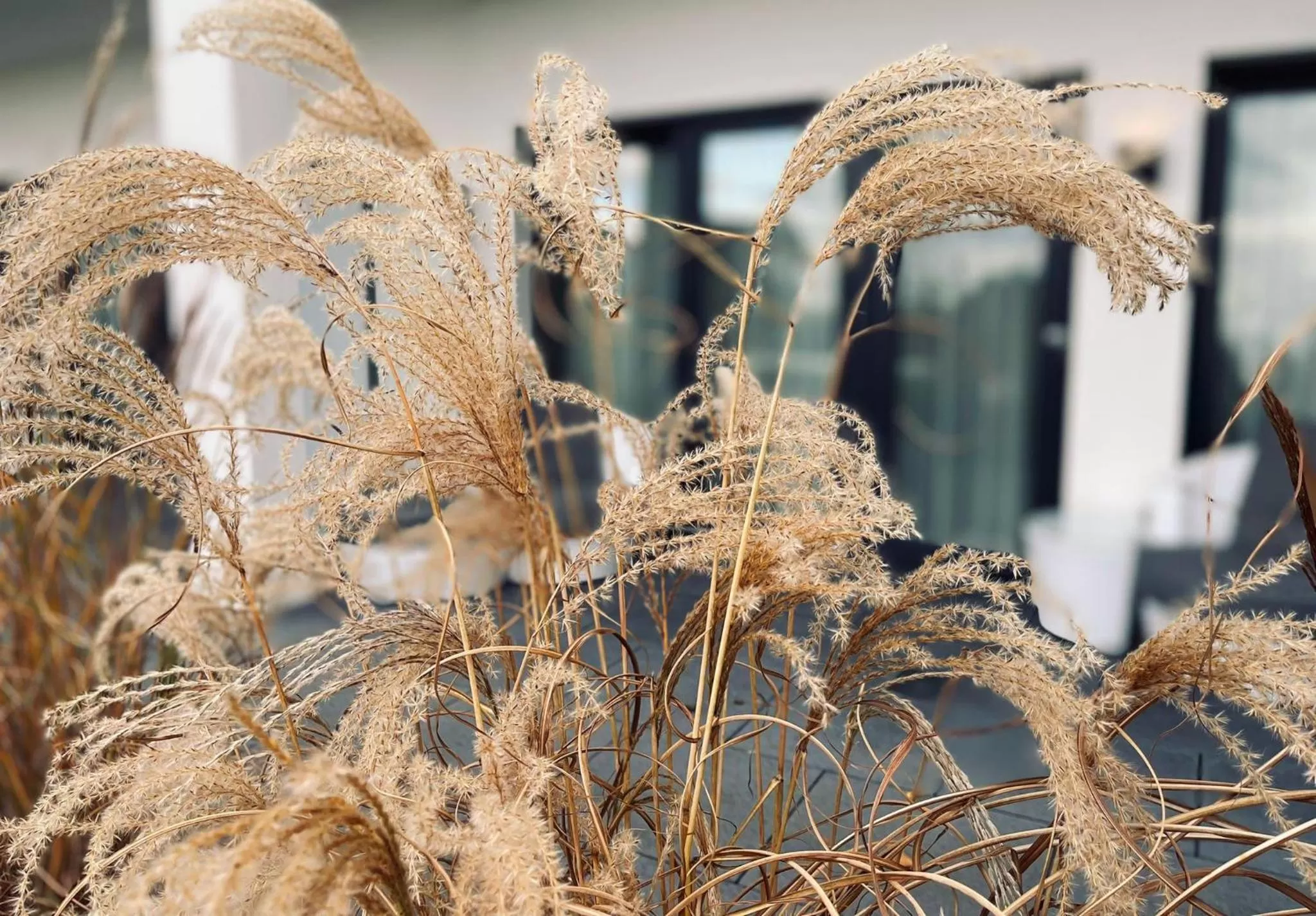 Balcony/Terrace in Strandhotel Luv