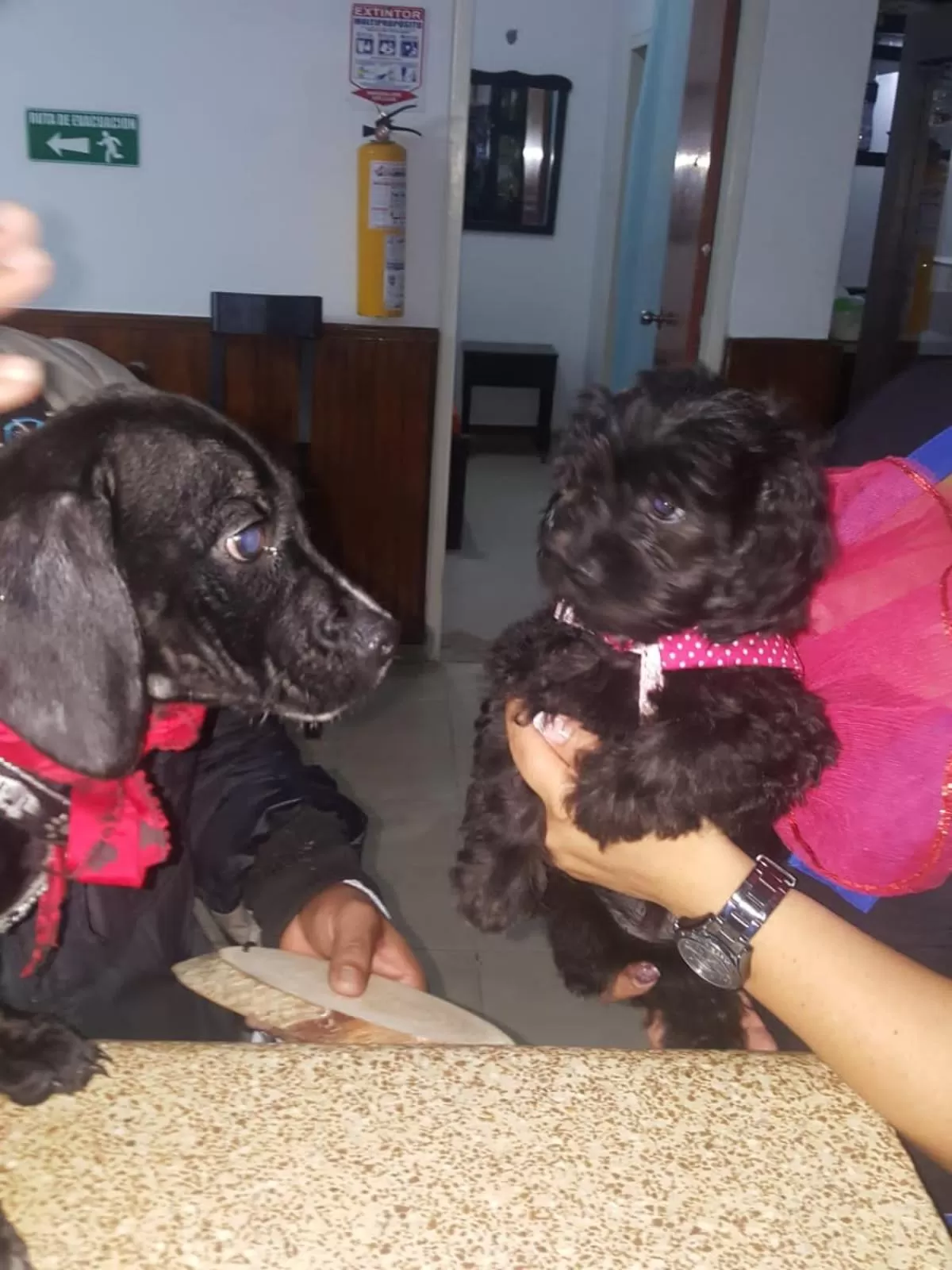 Animals, Pets in Hotel Plaza Calarcá