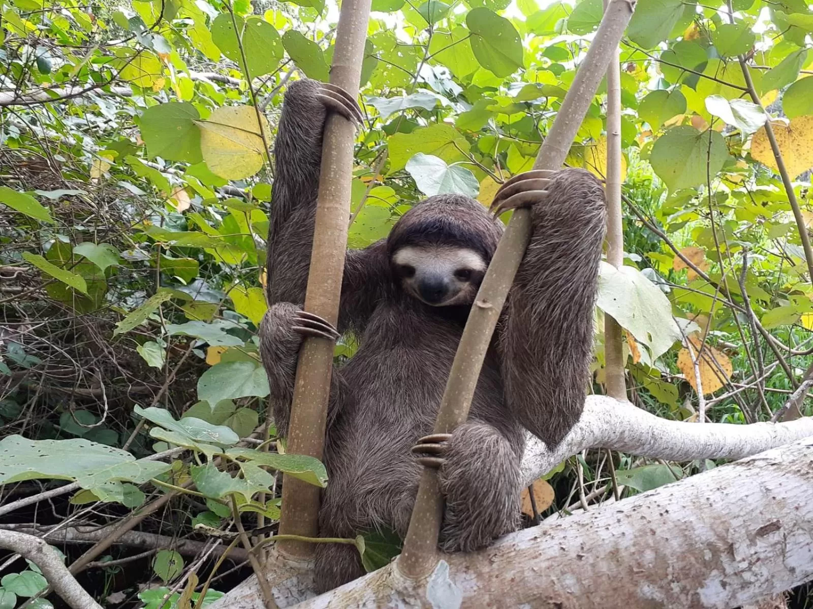 Animals, Other Animals in Bird Island Bungalows