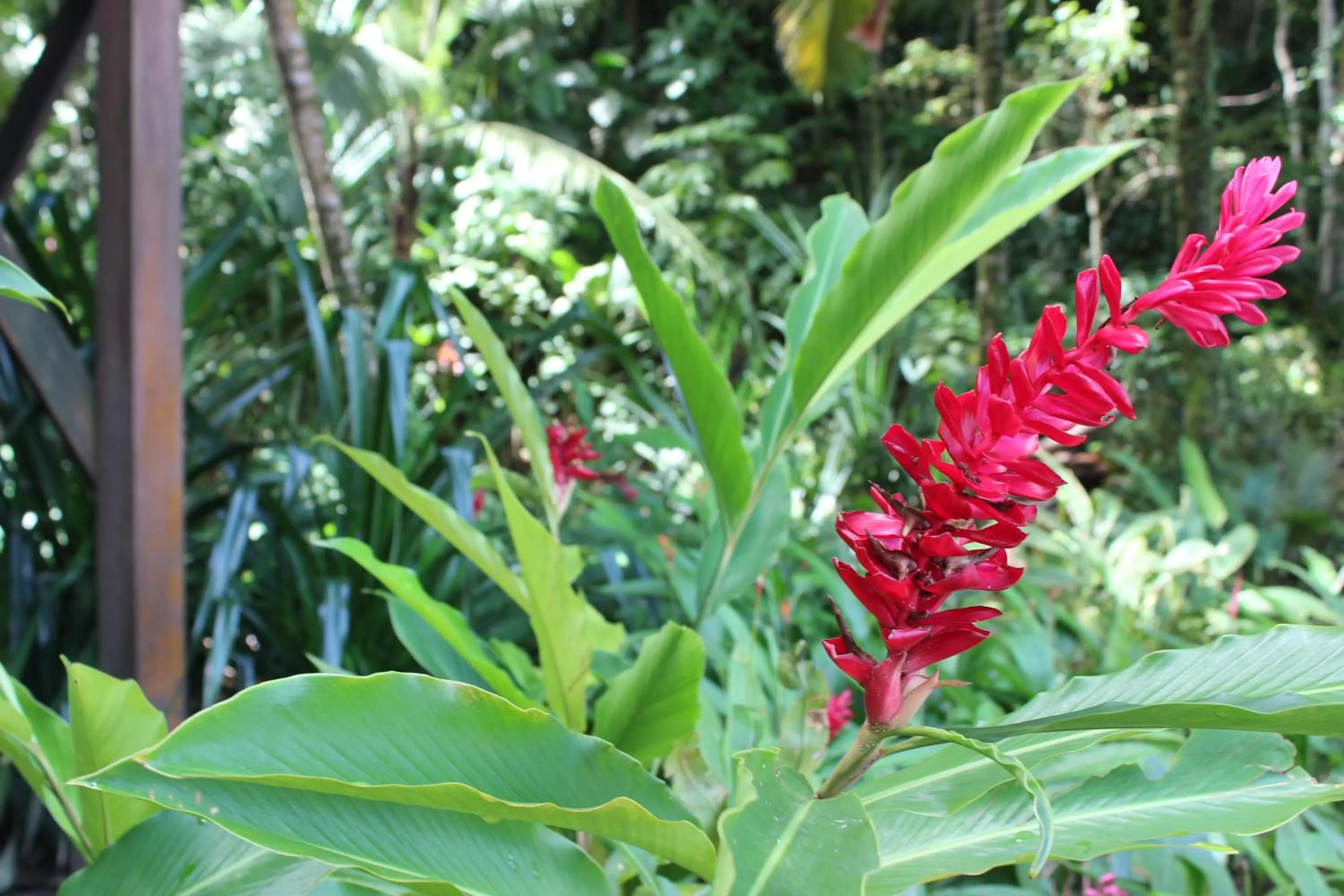 Garden in Carmen's place