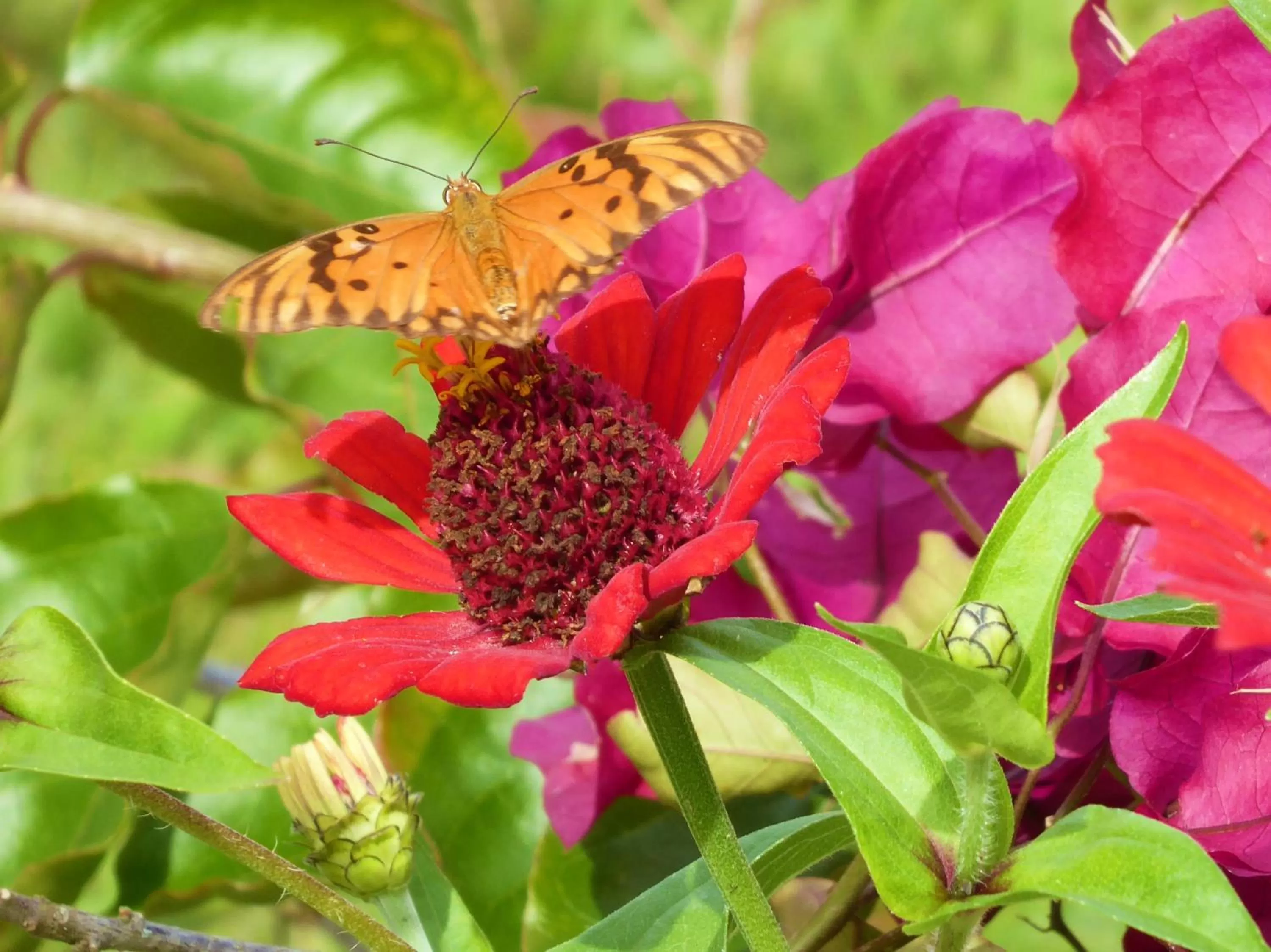 Animals, Other Animals in Finca El Cielo