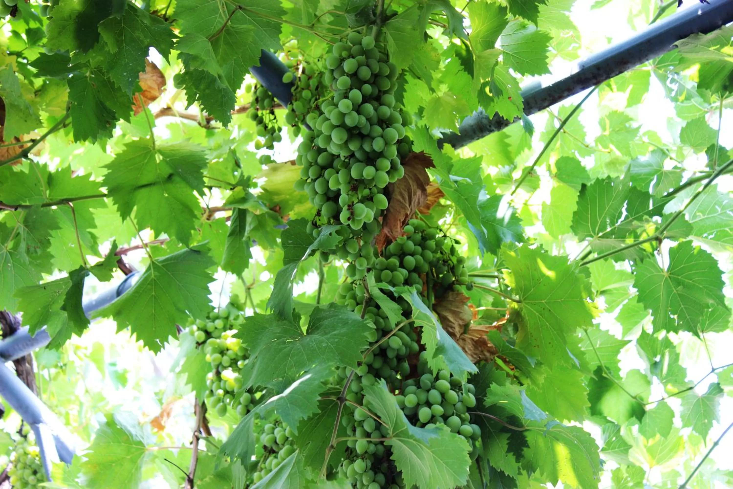 Garden, Other Animals in Golden Way