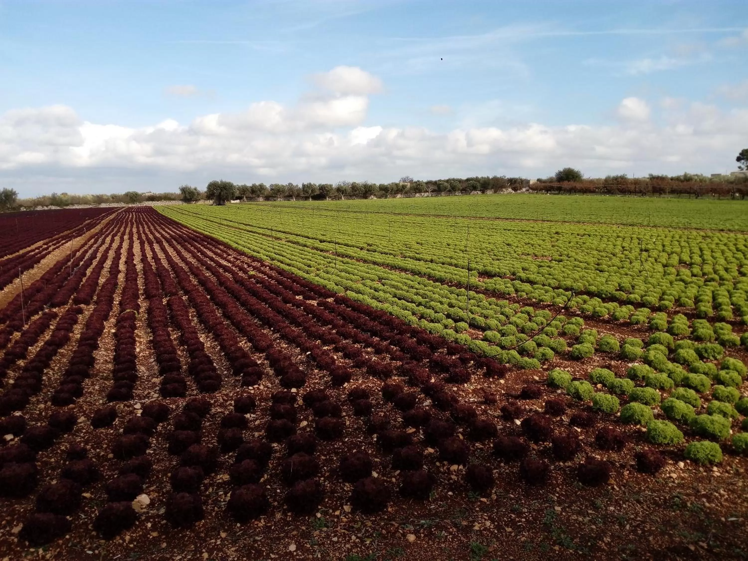 Natural landscape in Agriturismo Masseria Alberotanza