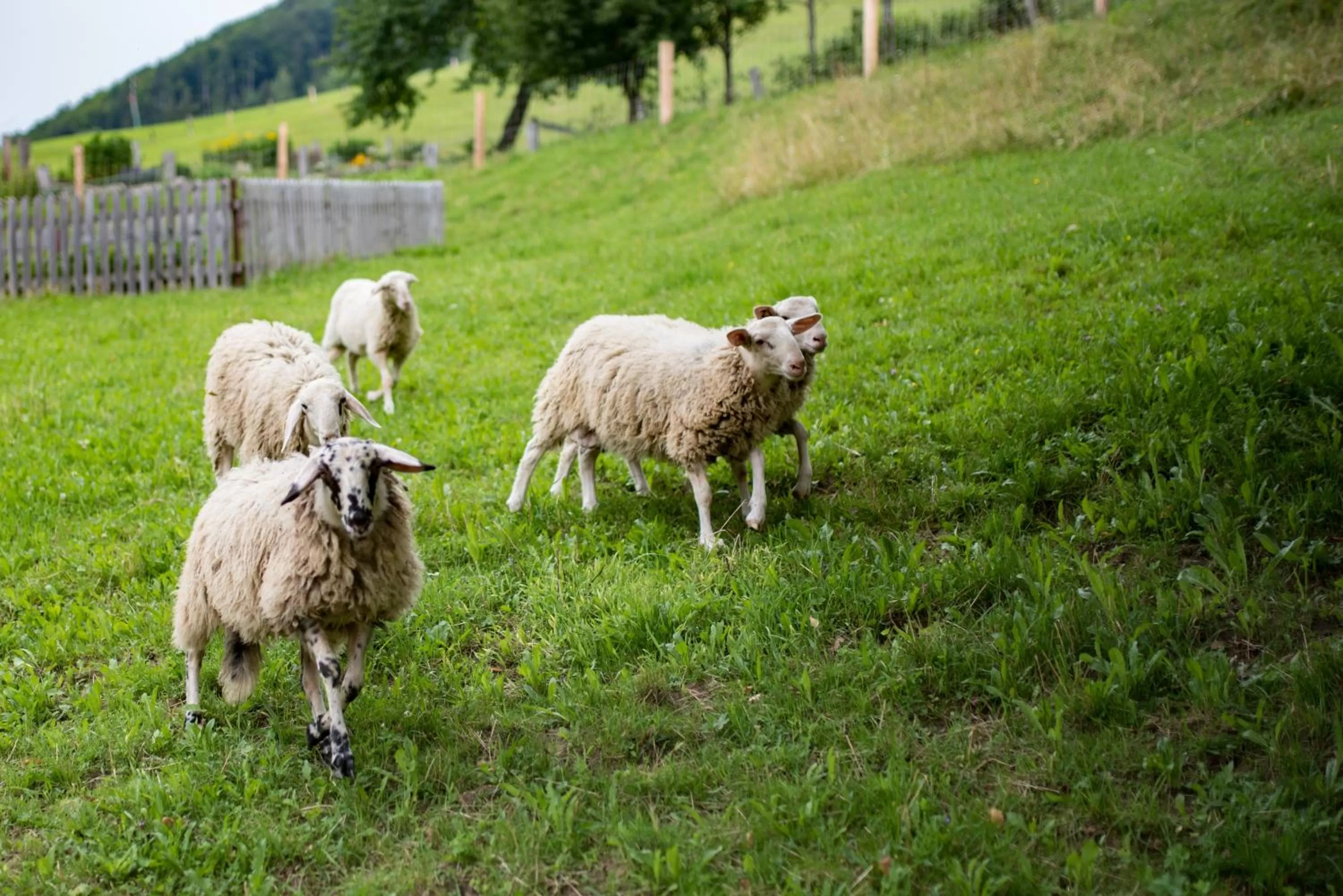 Other Animals in Tourist Farm Pr'Dovar
