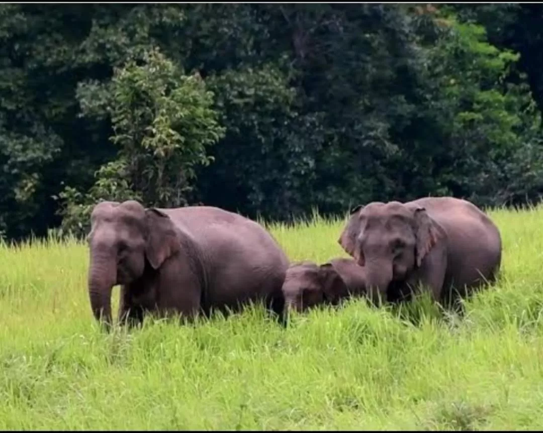 Pakchong hostel & wildlife tour