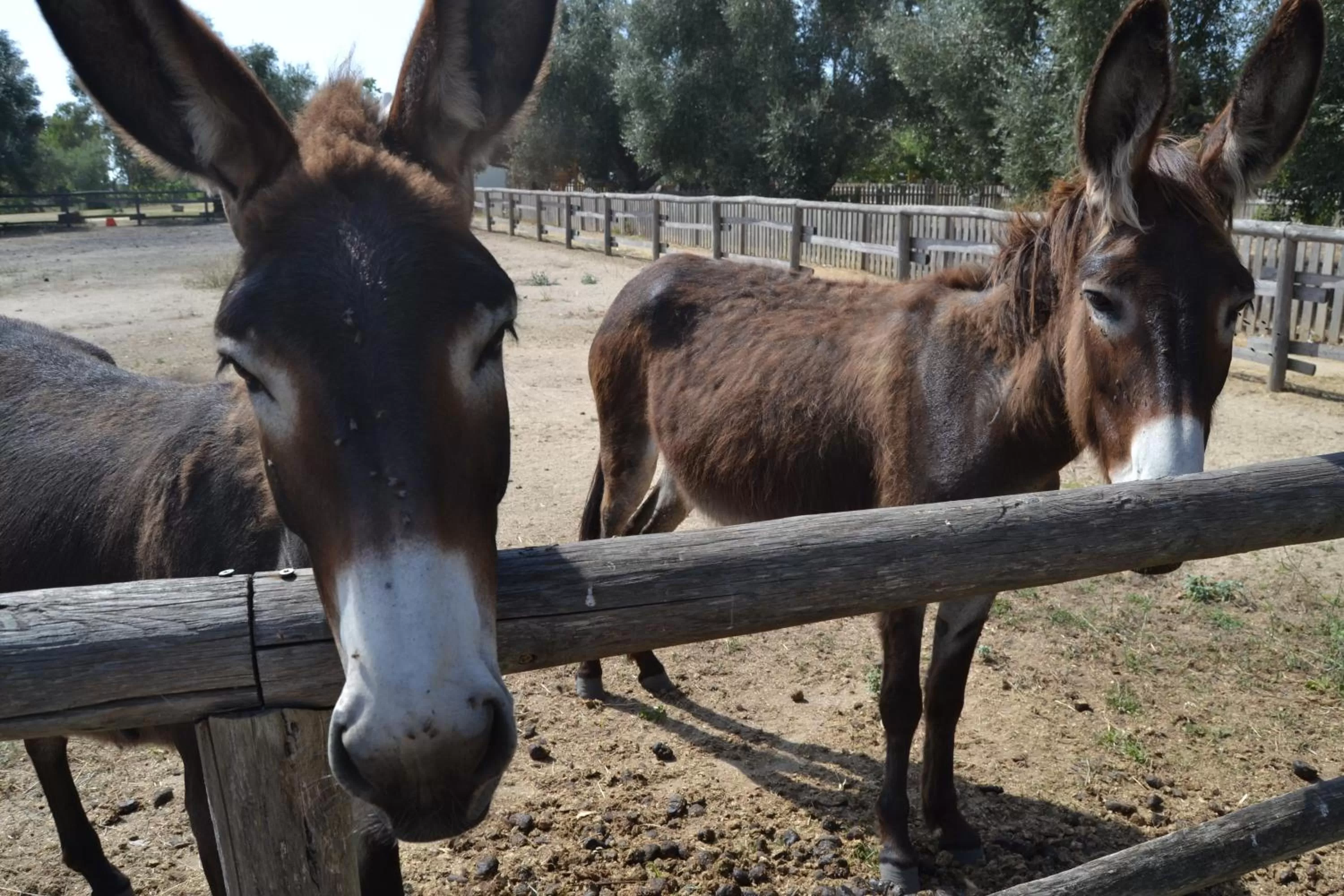 Garden in Agriostello Riparo