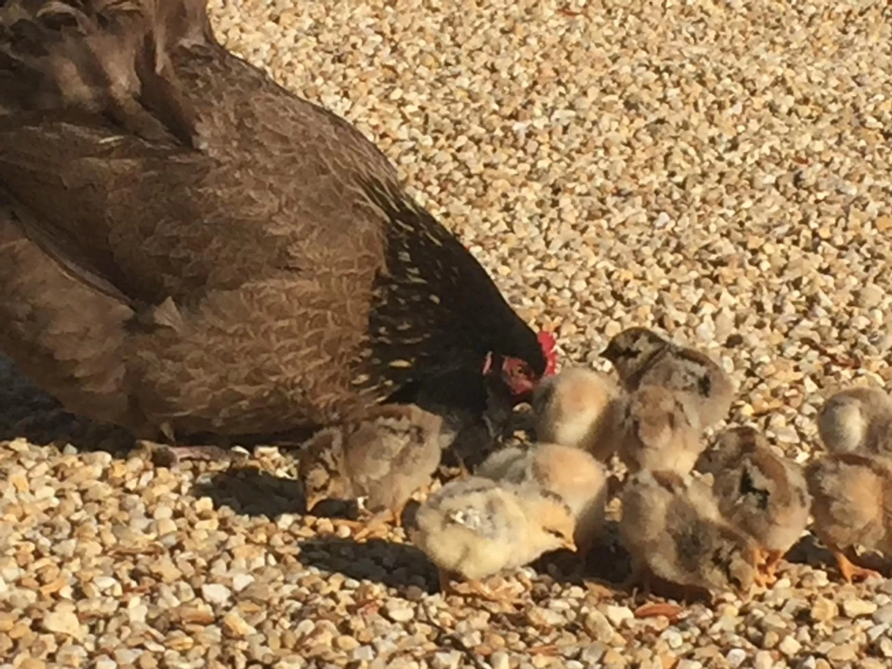 Pets in Manoir de la Rémonière
