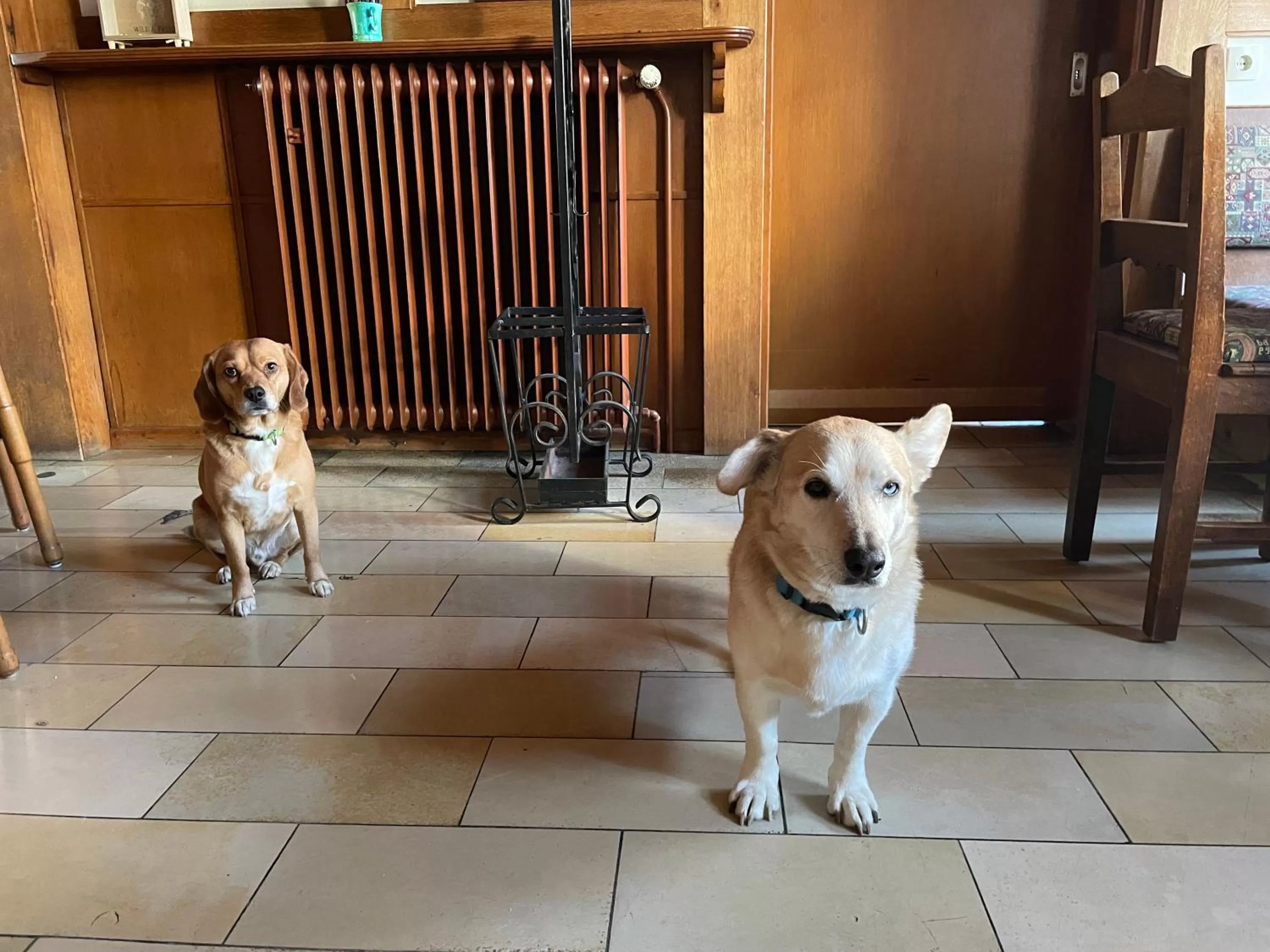 Property building, Pets in Berggarten Schwalenberg