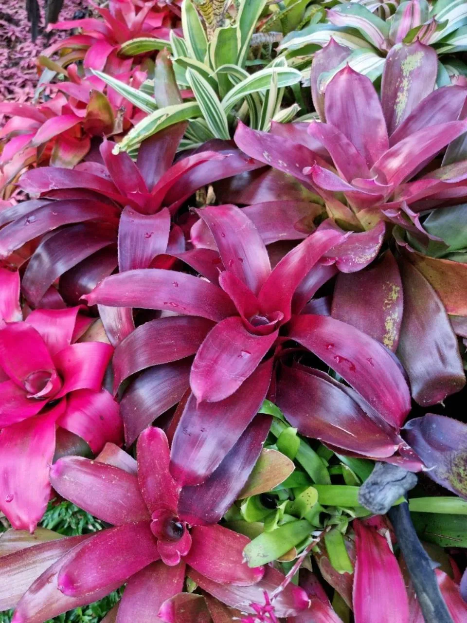 Garden in Coco Palm Beach Resort