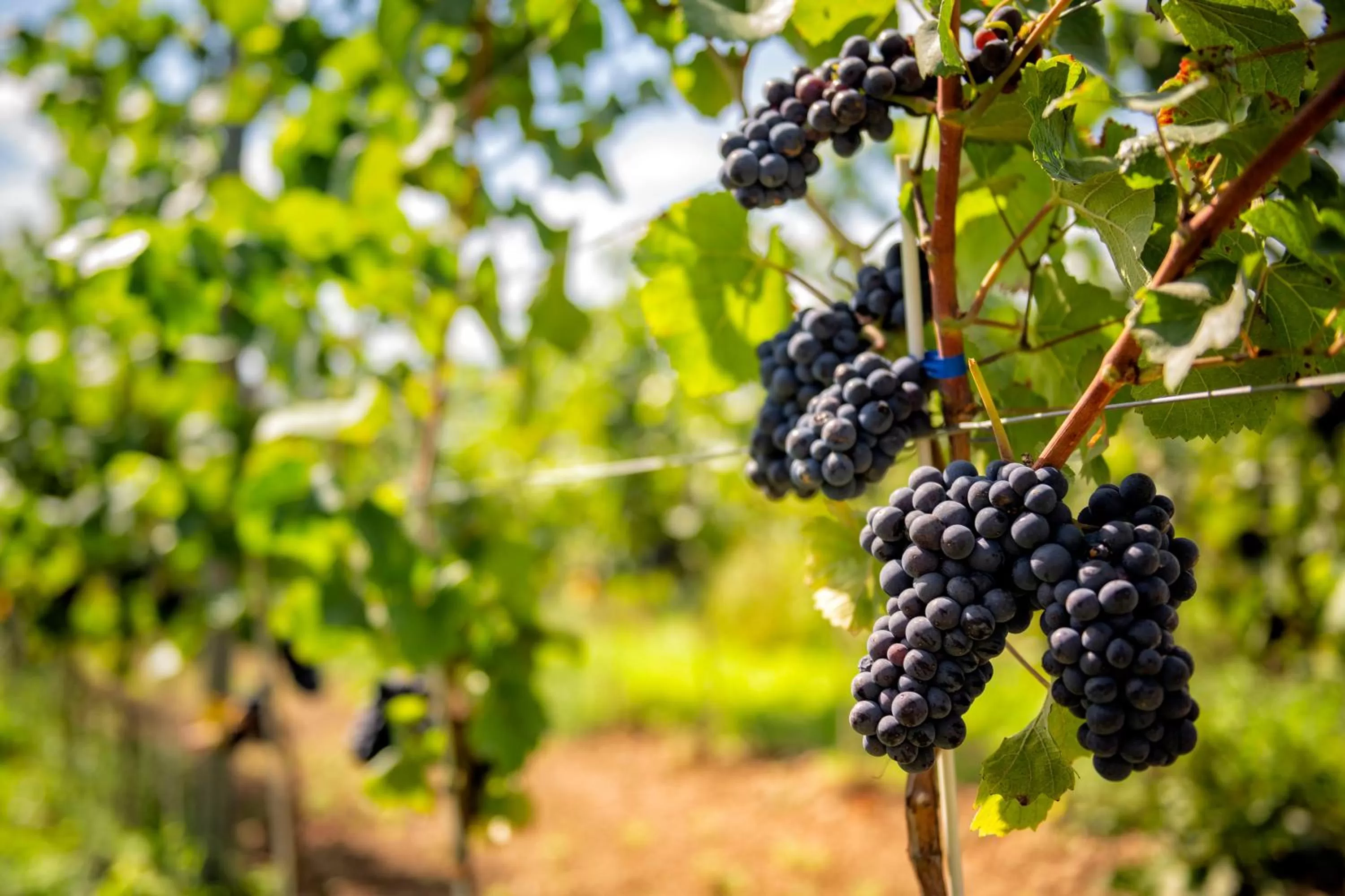 Spring in Hotel Niemcza Wino & Spa