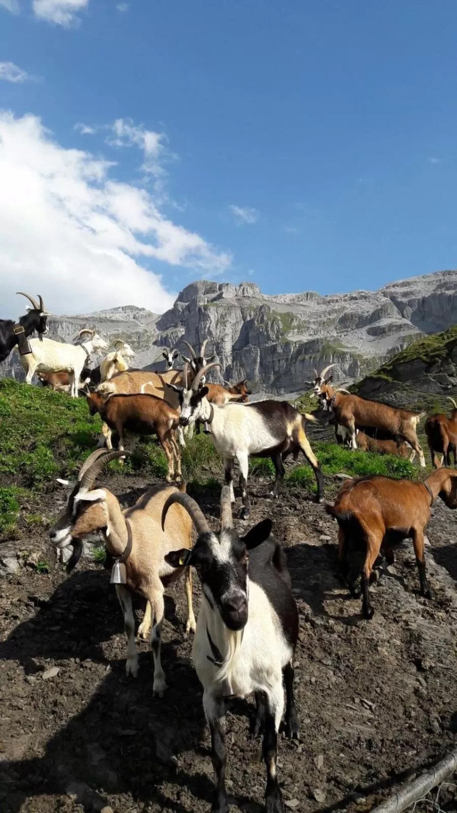 Natural landscape in Bnbetschart