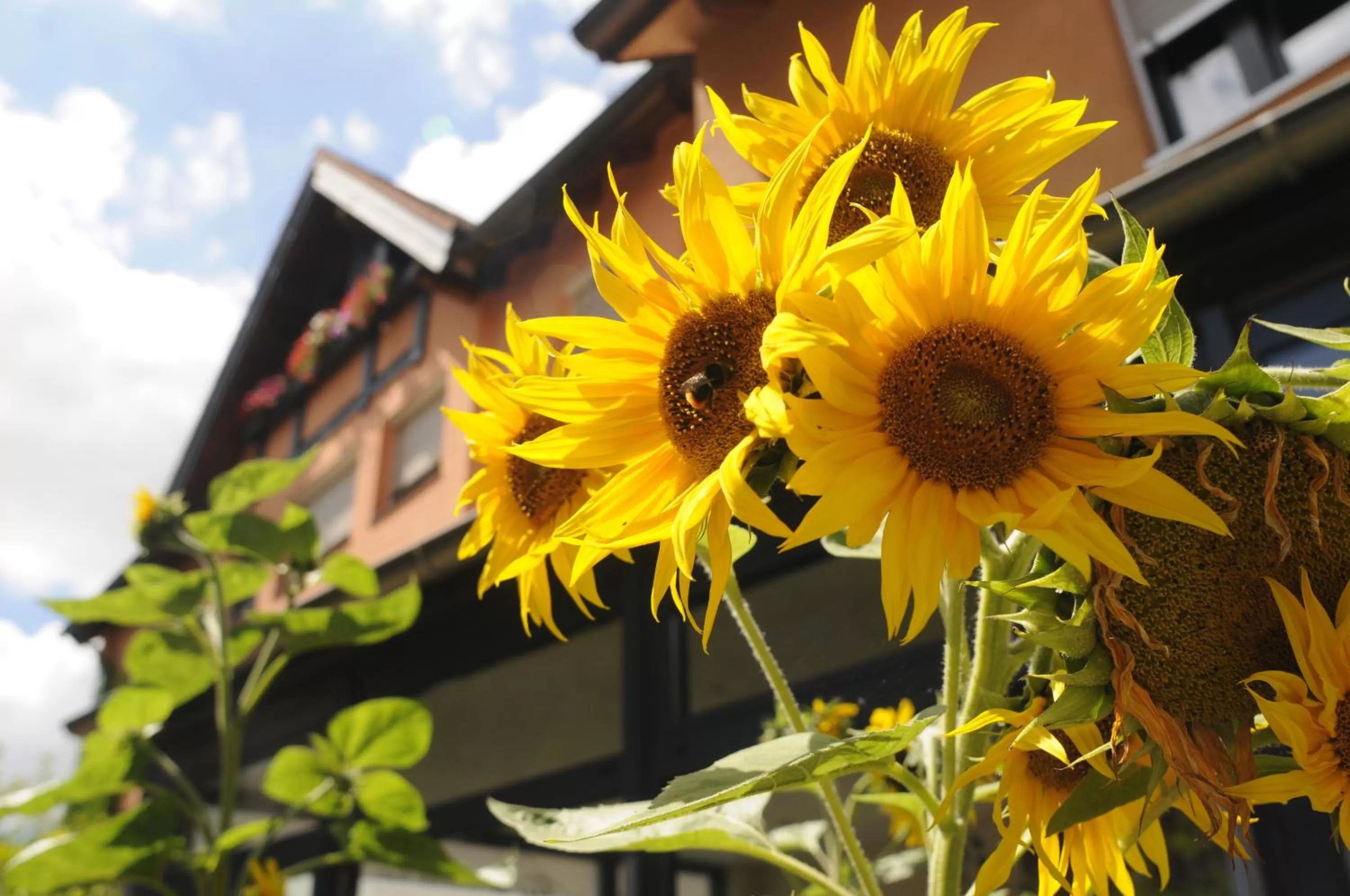 Property building in BIO Hotel Bayerischer Wirt Augsburg