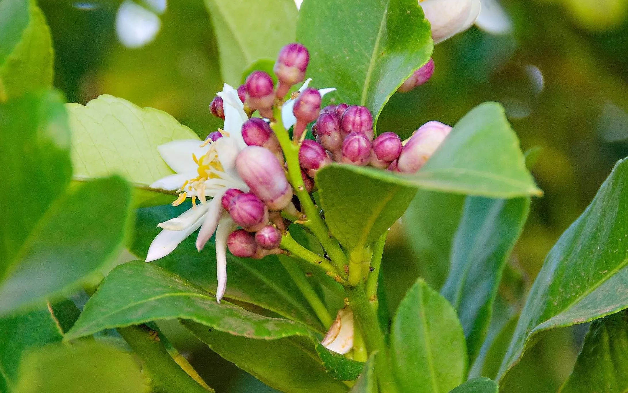 Garden in Finca Rural La Casa Verde
