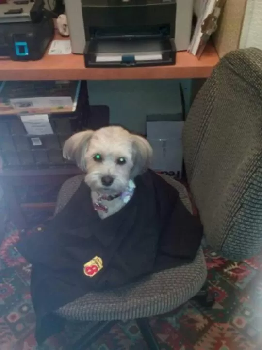 Pets in Super 8 by Wyndham Santa Rosa