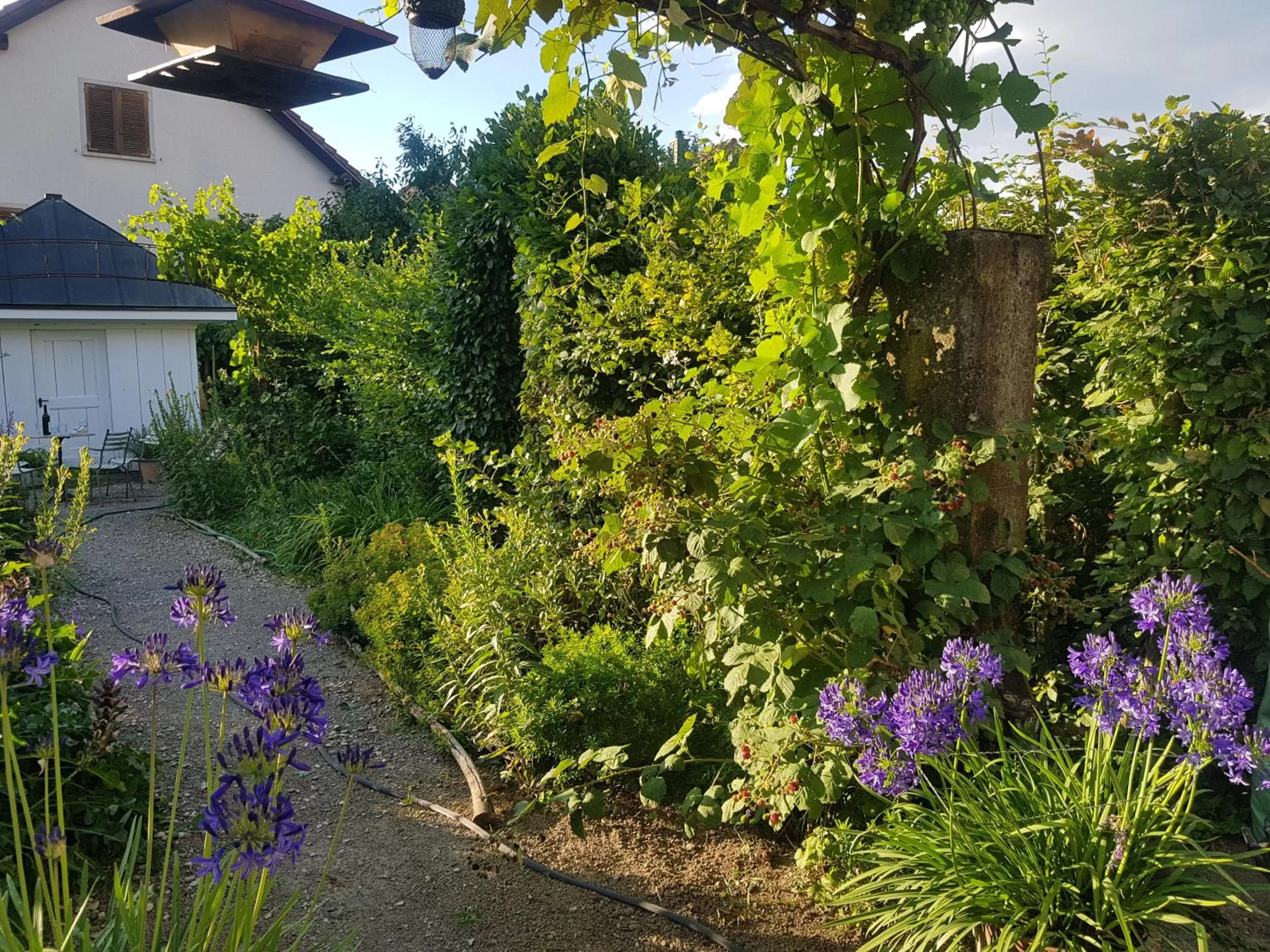 Garden in Blue Wall BnB