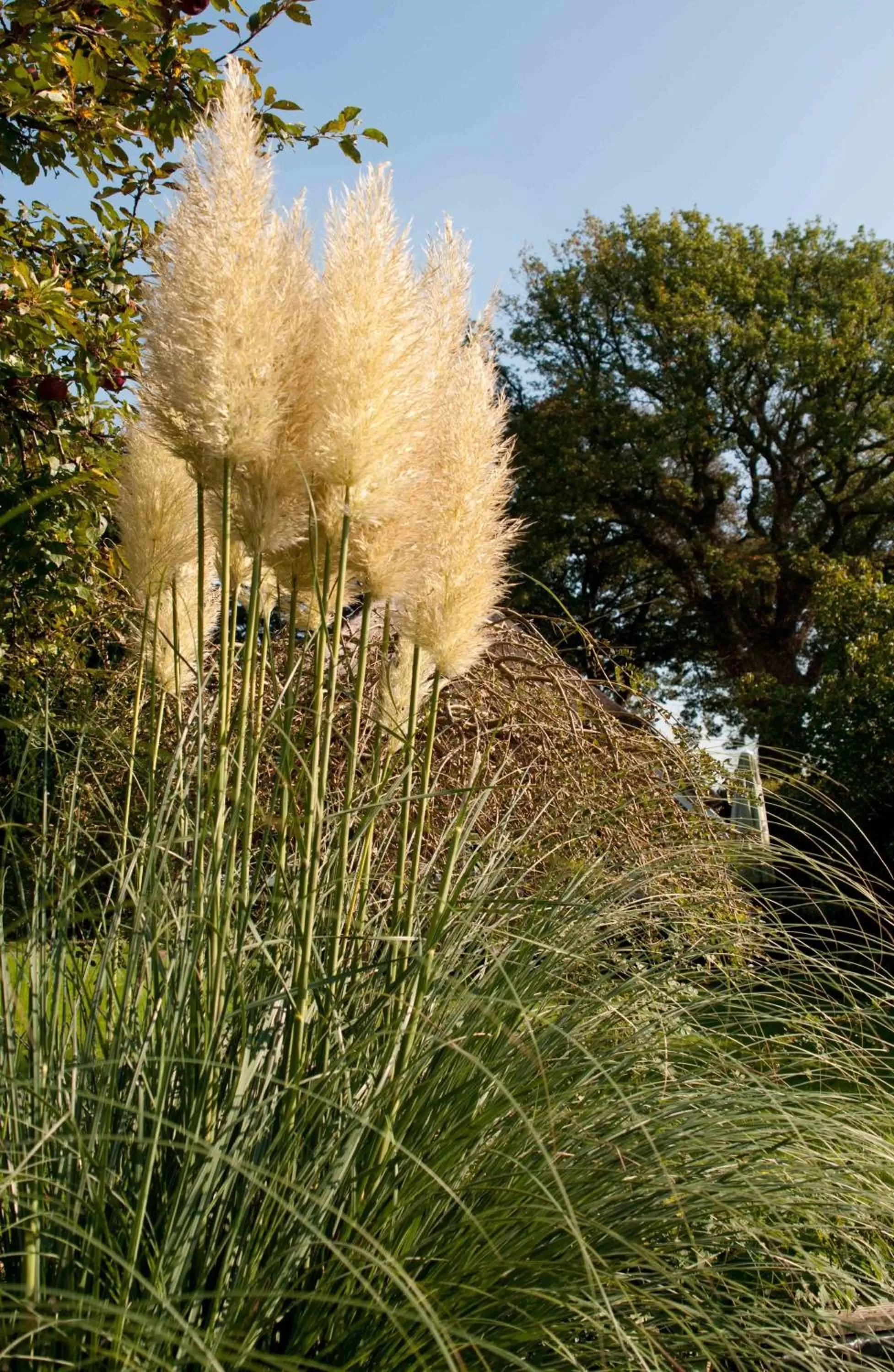 Summer in De Violier