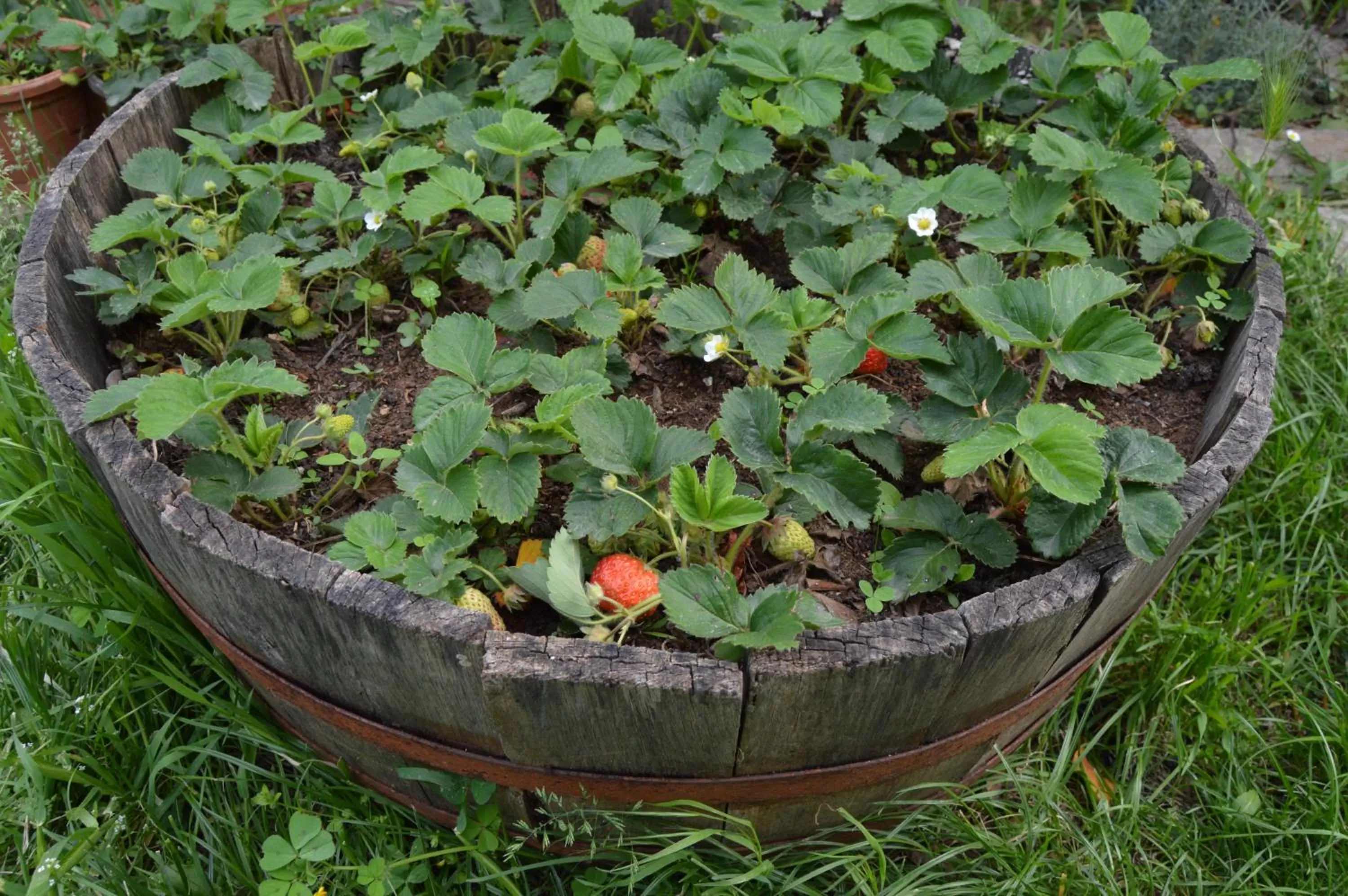 Garden in Pansion Modana Medjugorje