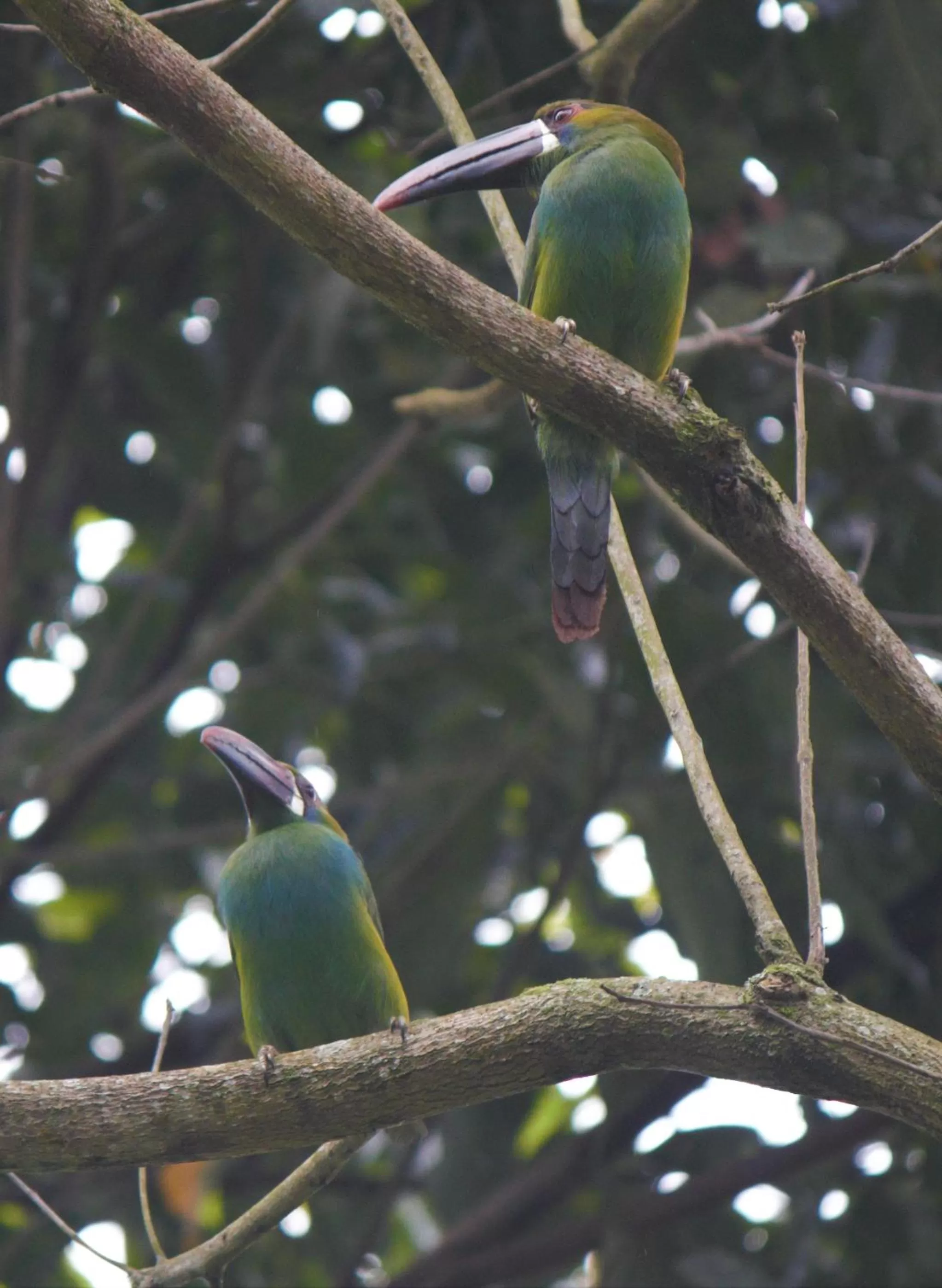 Animals, Other Animals in Villa Cristina - Casa Boutique