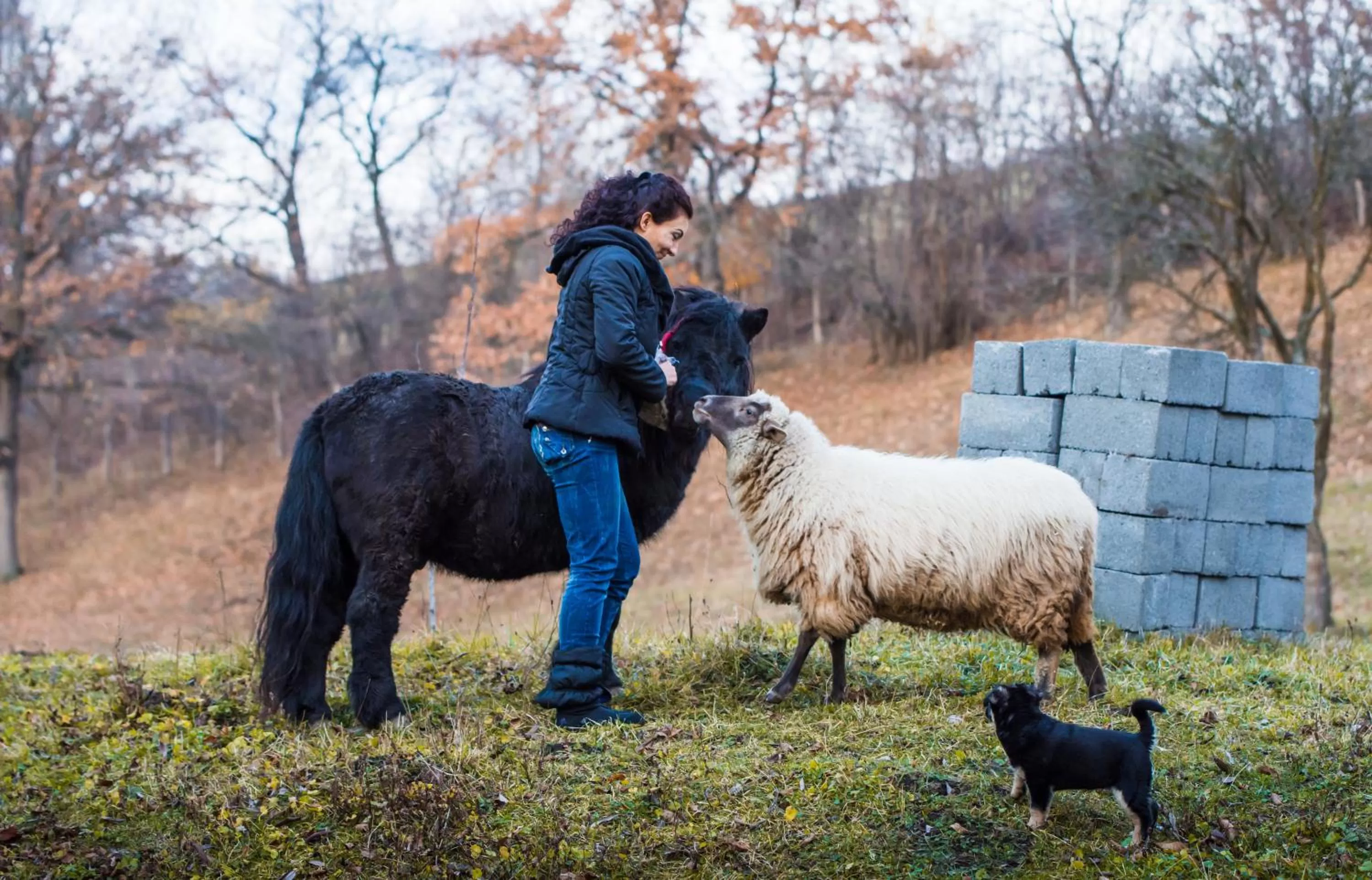 Property building in Pensiunea SilvAnka