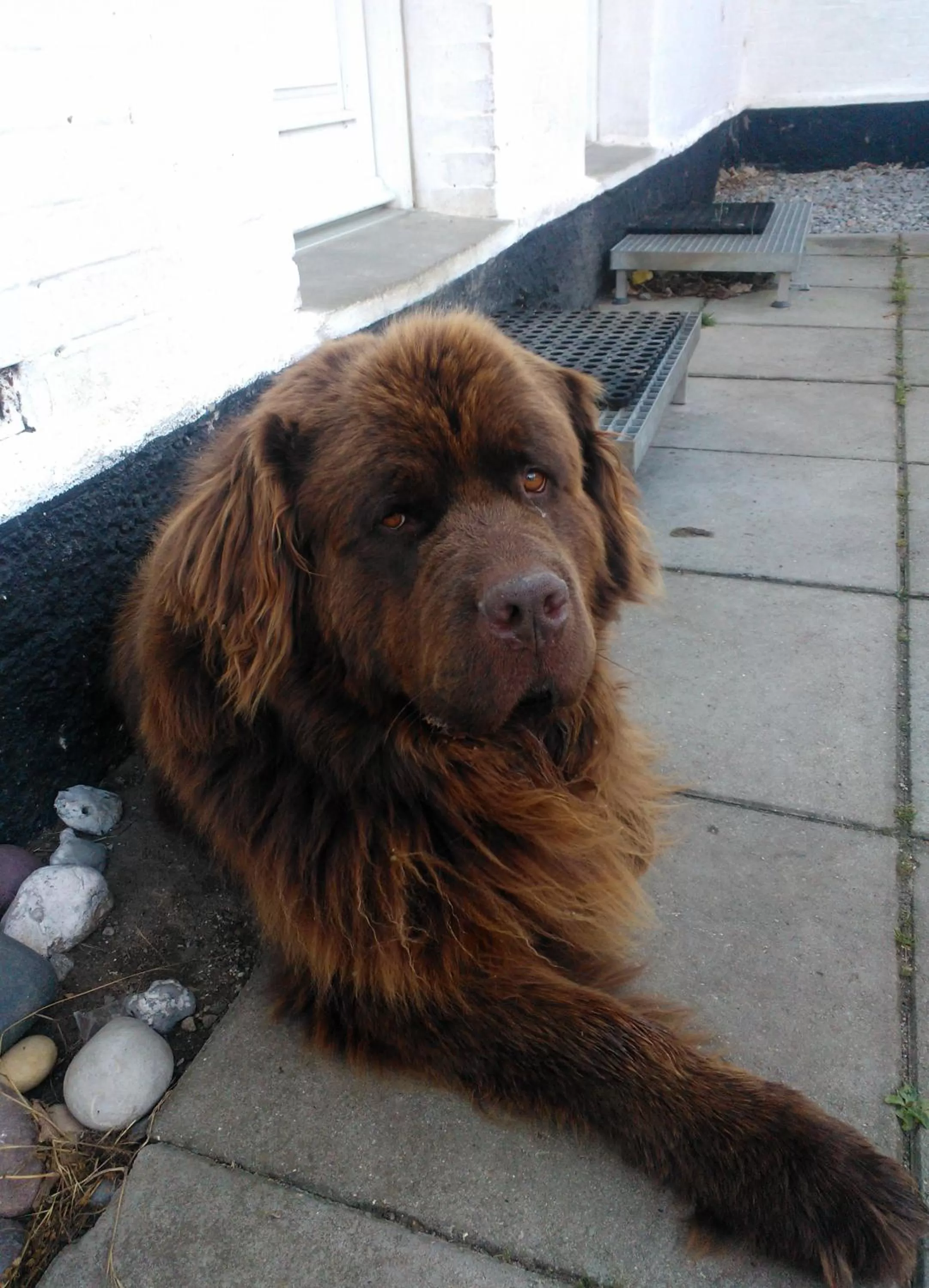 Pets in Holmehuset Bed & Breakfast