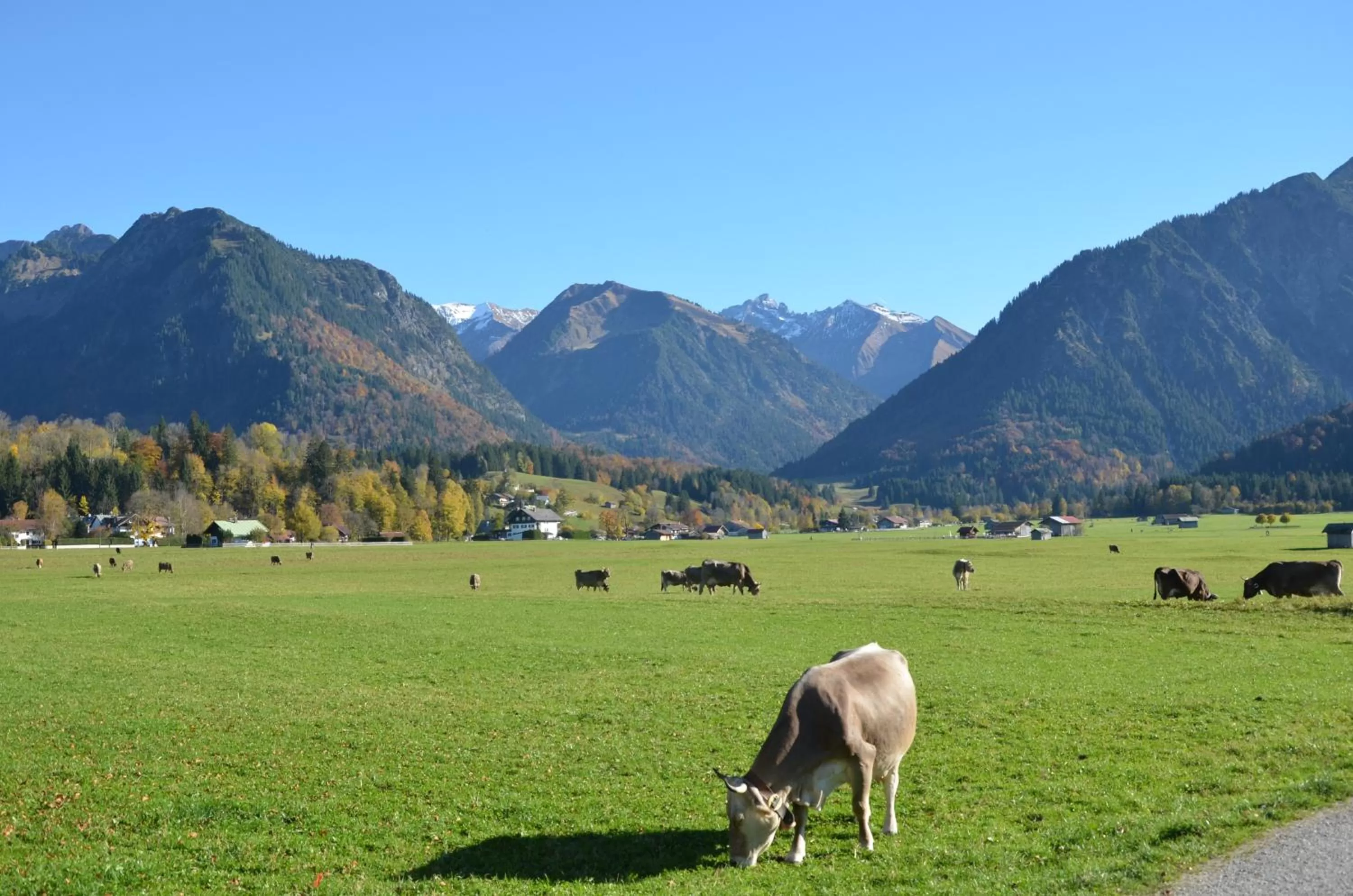 Natural landscape, Other Animals in Hotel Cafe Fuggerhof