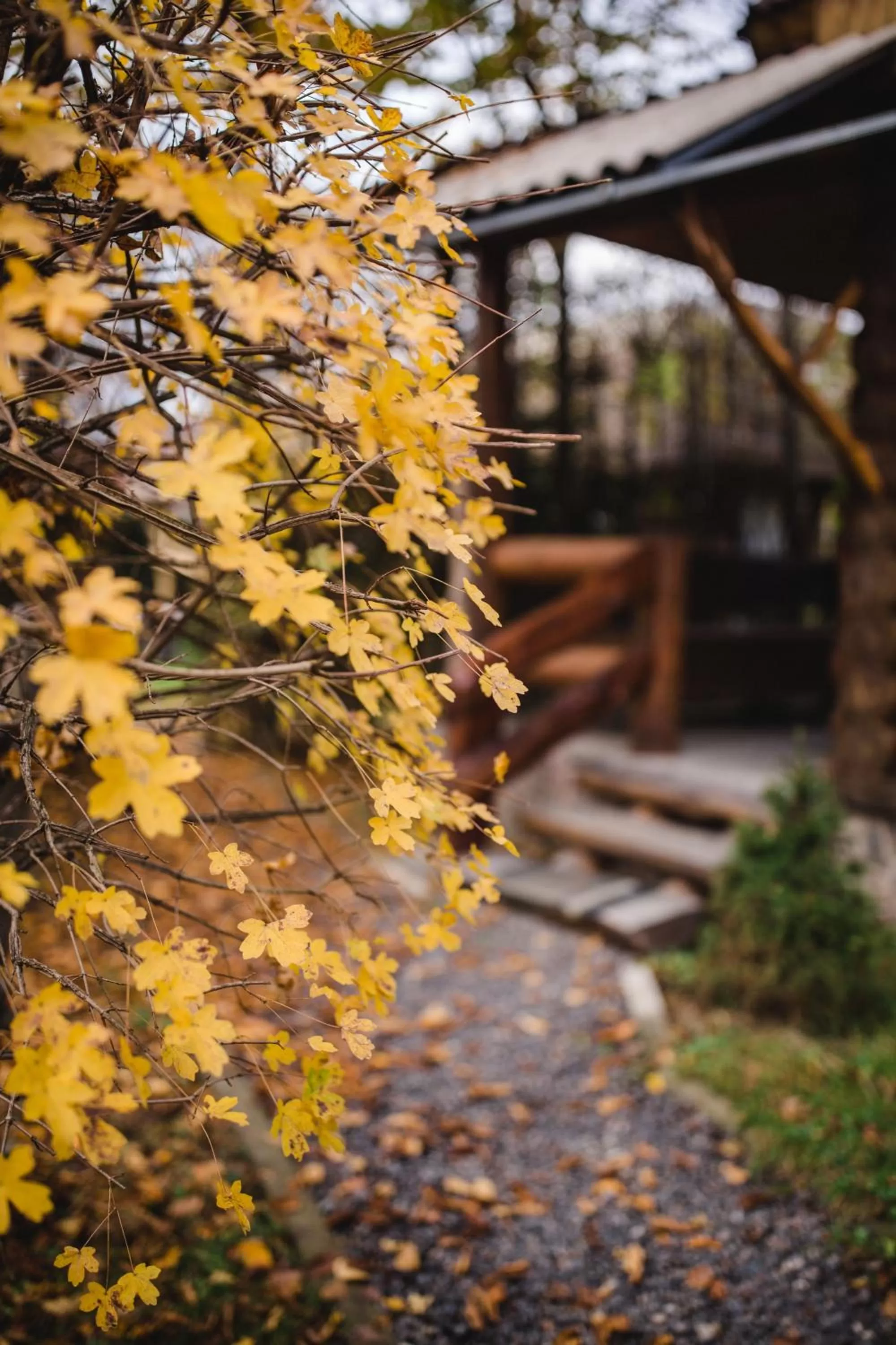 Garden in Kolyba Opryshkiv