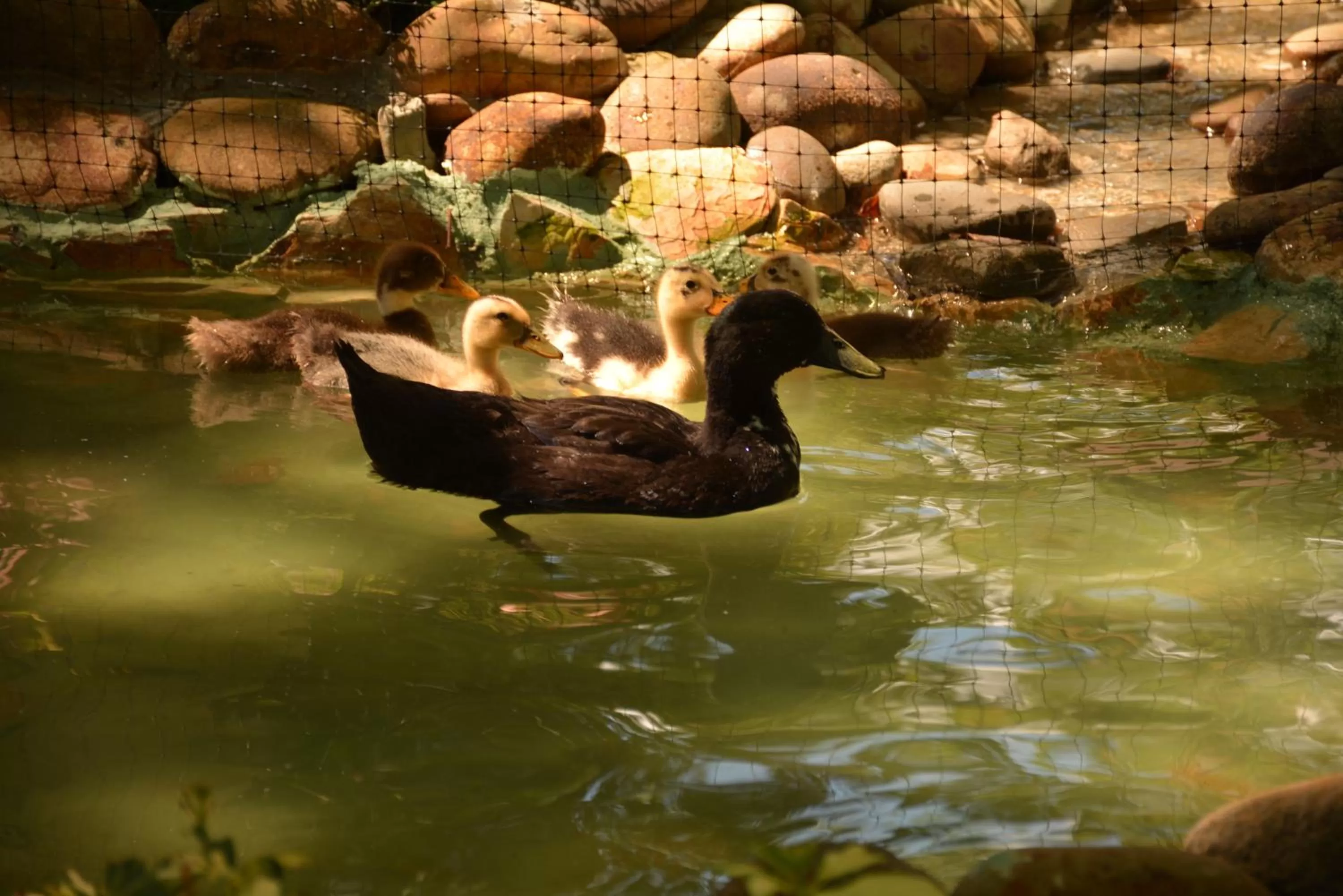 Natural landscape, Other Animals in Hotel Portón del Sol
