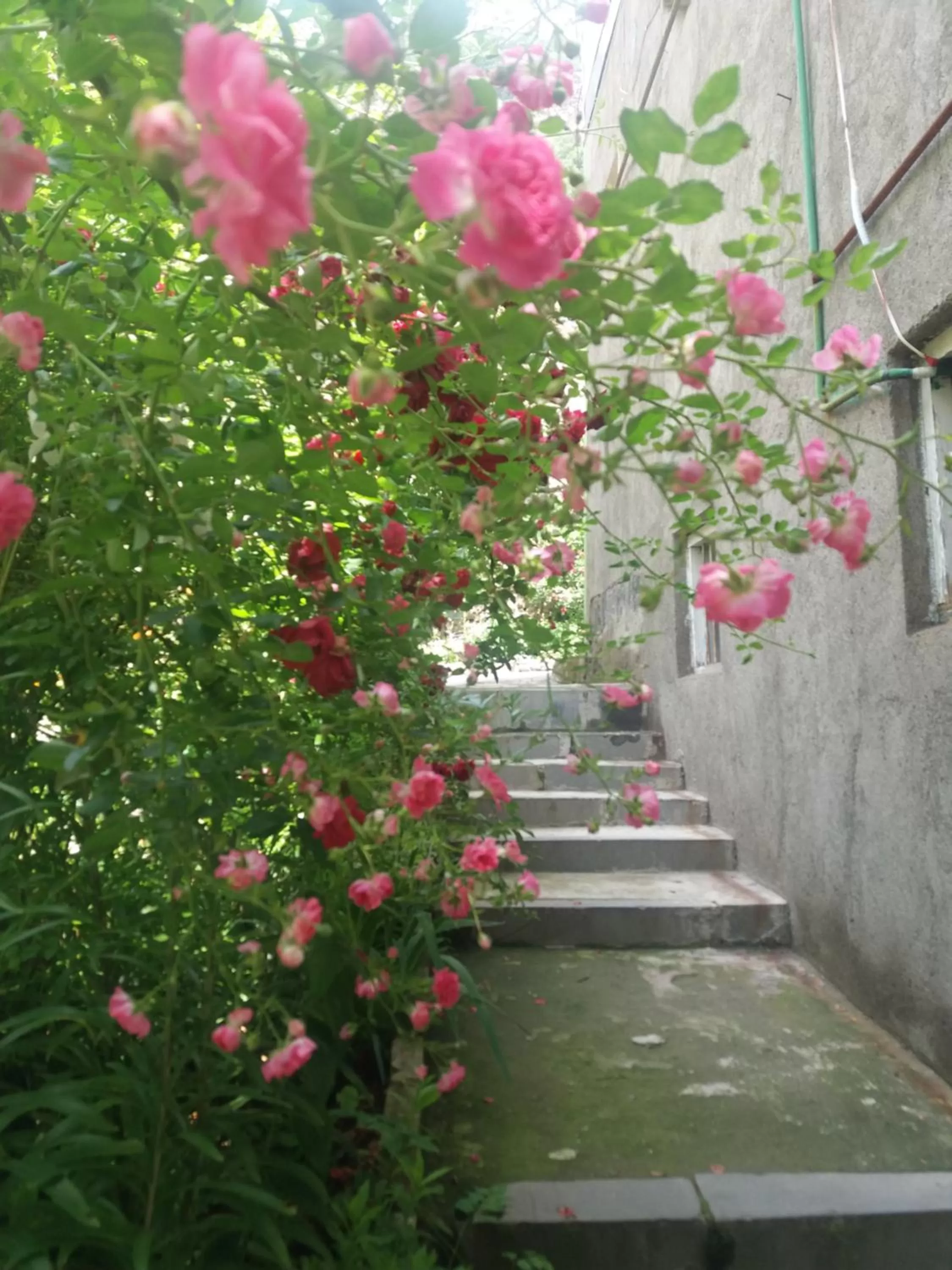 Garden in IRIS B&B in DEBED CANYON