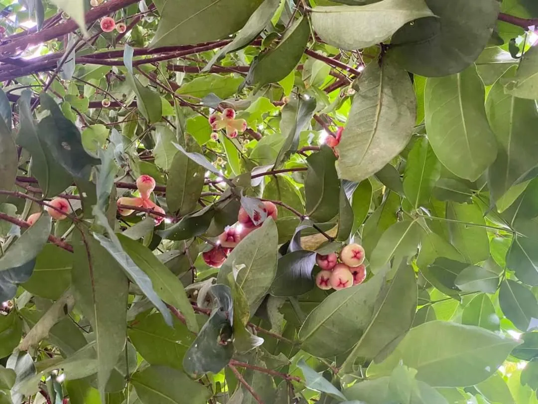 Miana Resort Phu Quoc