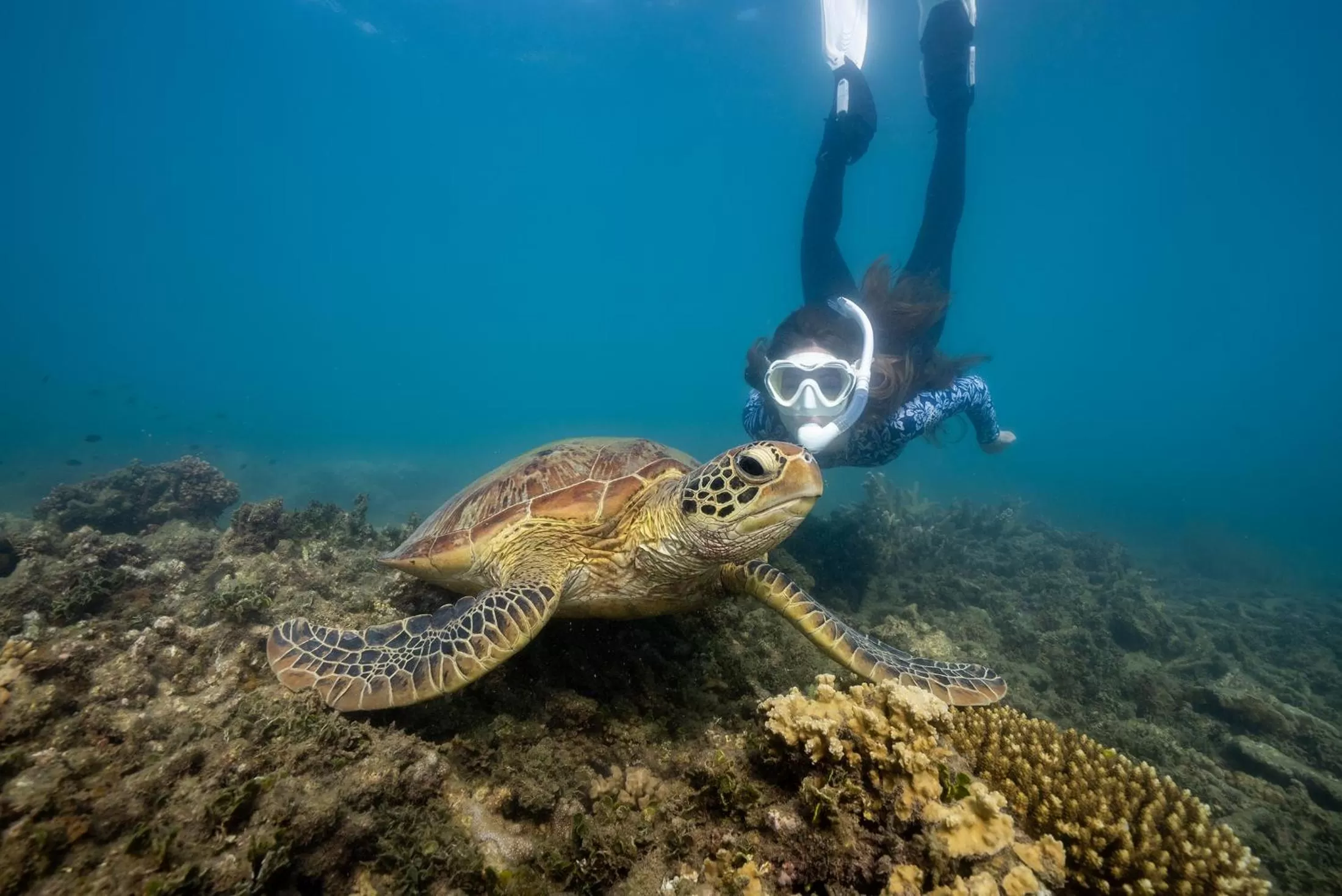 Snorkeling in Fitzroy Island Resort